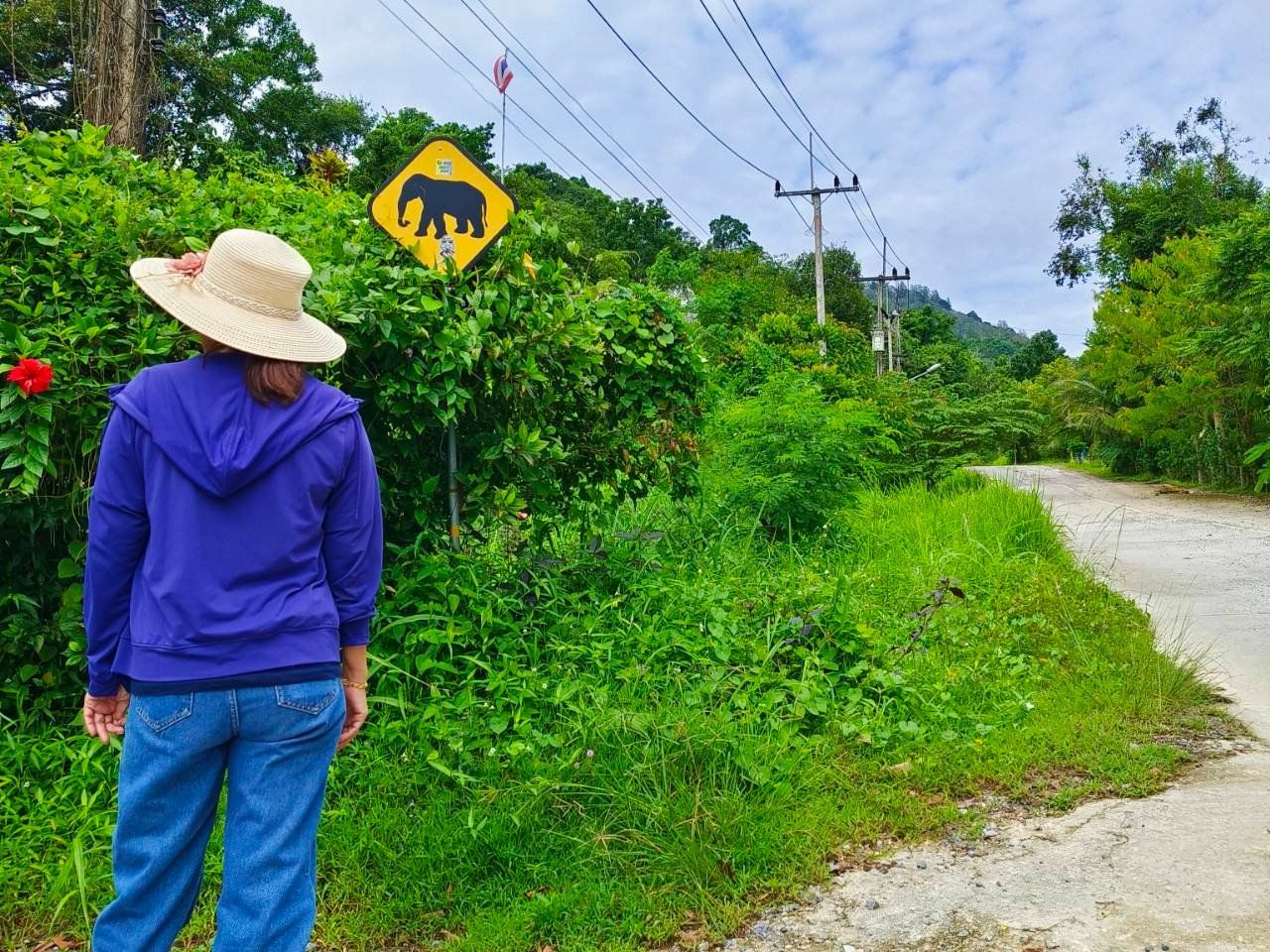 Sustainable Thai Cooking Class & Gentle Giant Feeding Experience