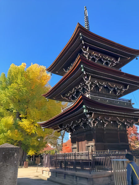 Takayama Cooking Experience: Takoyaki Making & Traditional Tea Ceremony