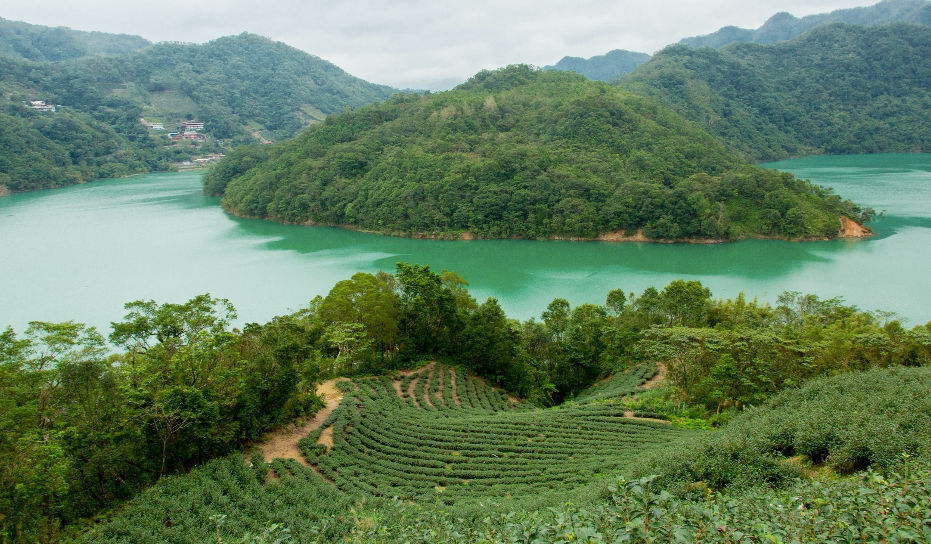 Tea Plantation Tour Around Thousand Island Lake