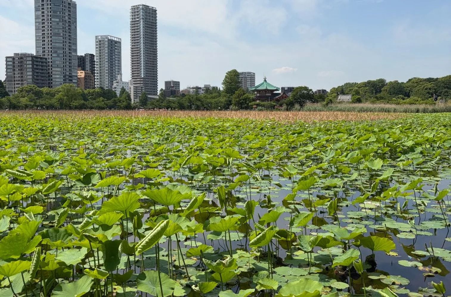 Ten Tastes of Tokyo: Ueno