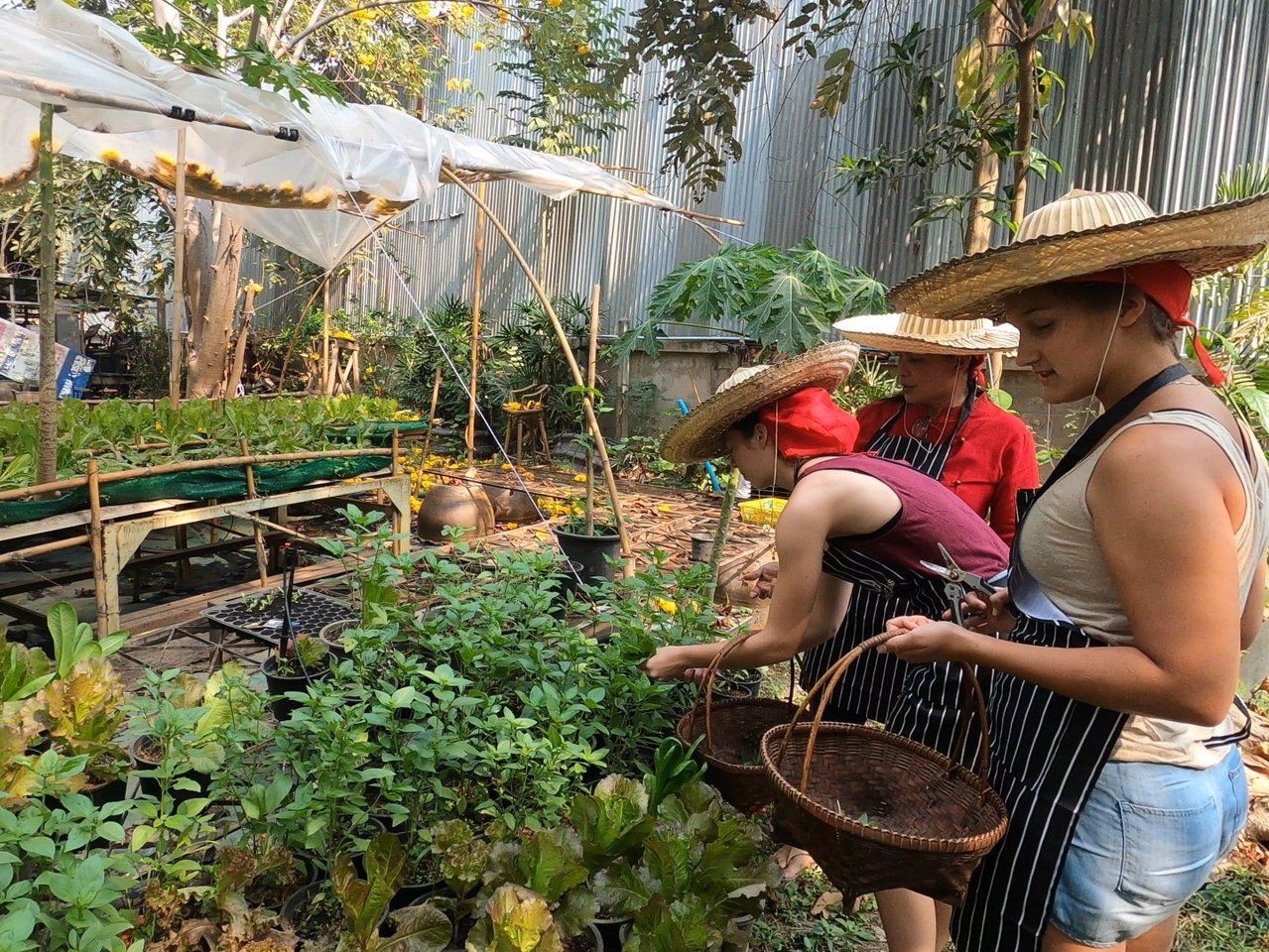 Thai Cooking Class in Sukhothai