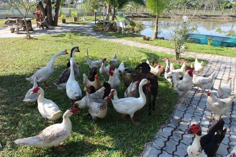 Learn the Secret of Thai Gastronomy at an Organic Farm