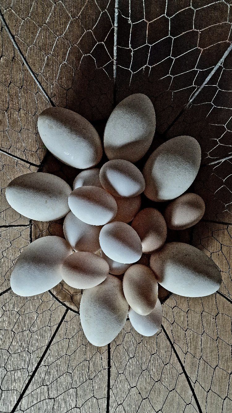 Traditioneller handgemachter Pasta-Kochkurs in einem toskanischen Bauernhaus