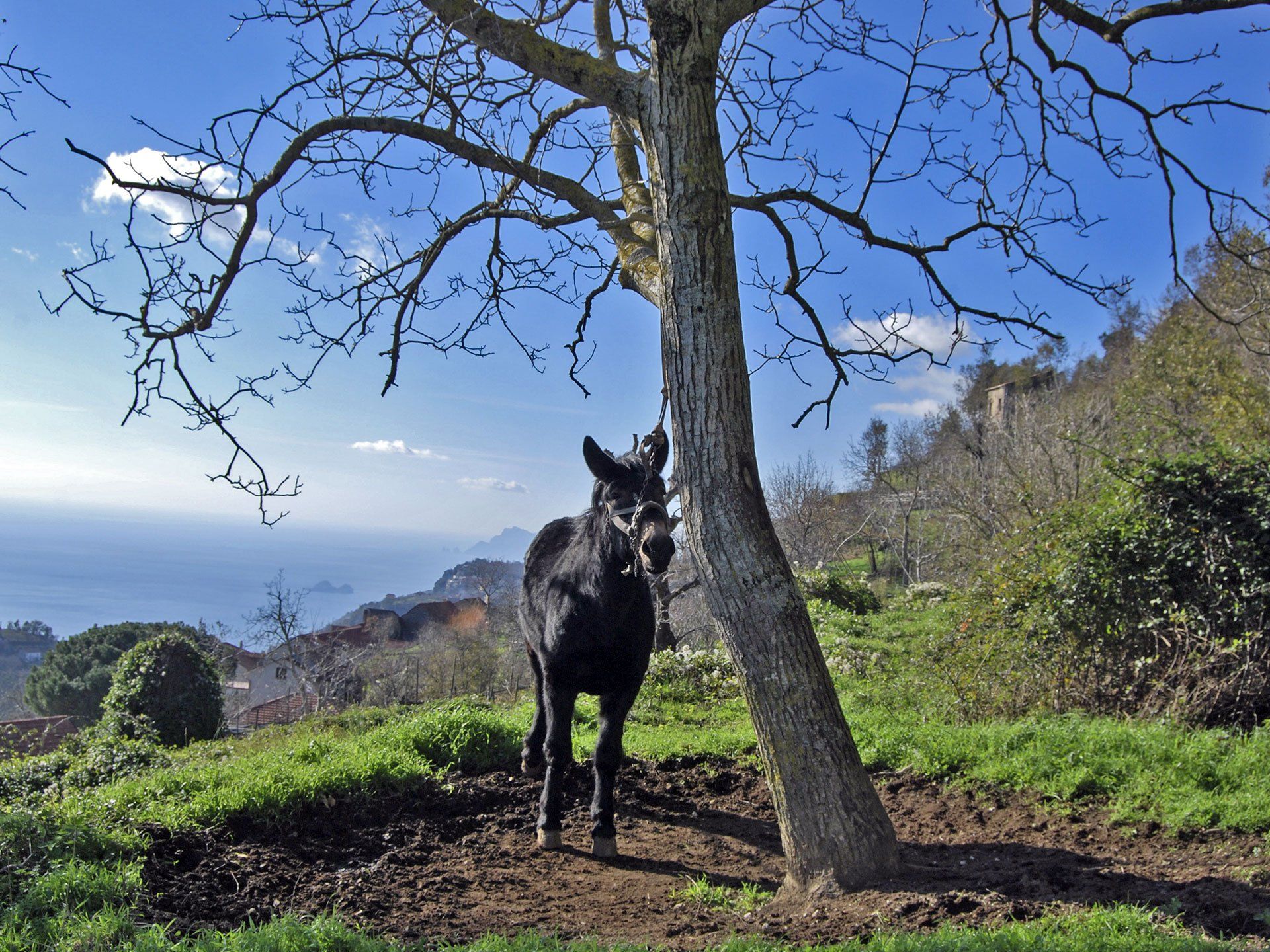 Trek 'n' Cook with Satva and Enrico near Amalfi
