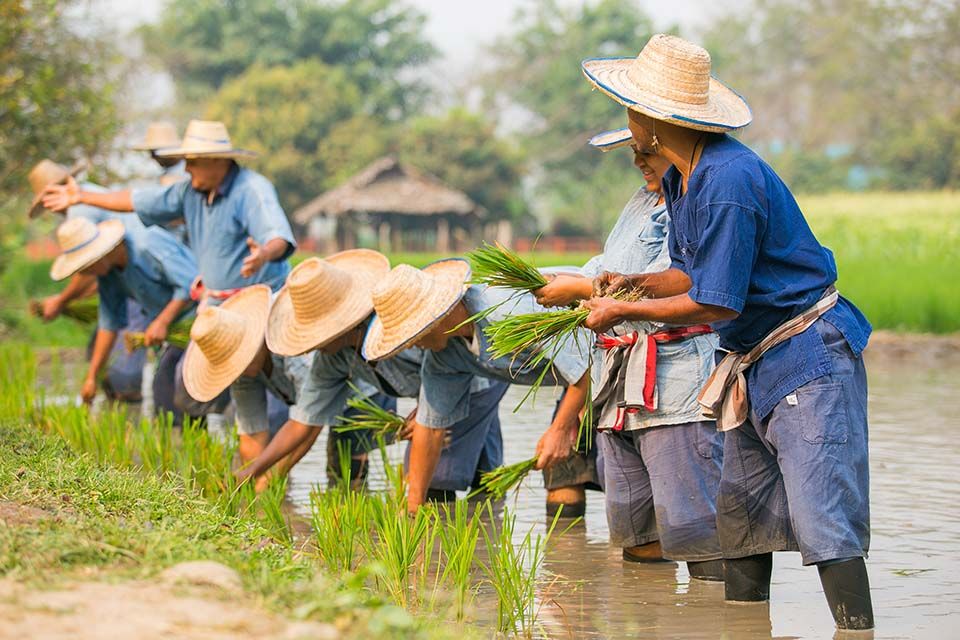 Cooking, Trekking, Elephant Caring and Learning about Karen Culture (3 Days 2 Nights)