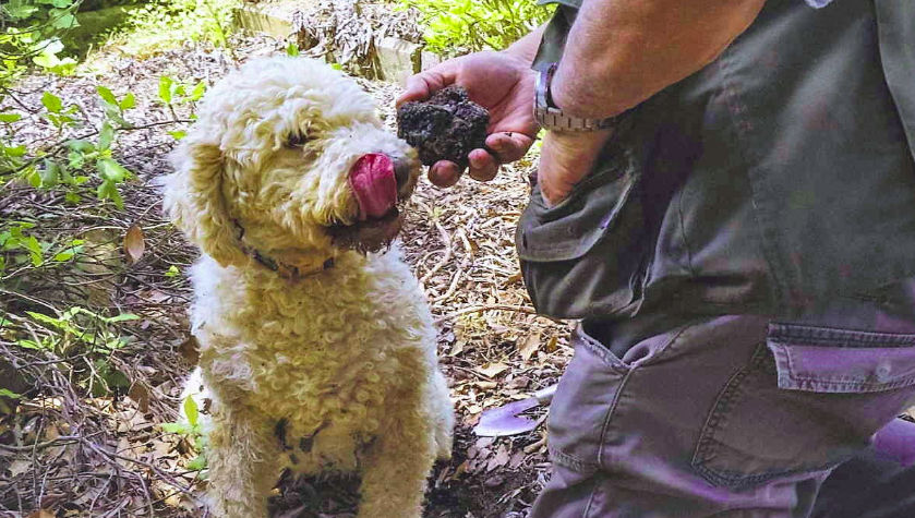 Truffle Hunting in the Woods of Valdichiana Senese