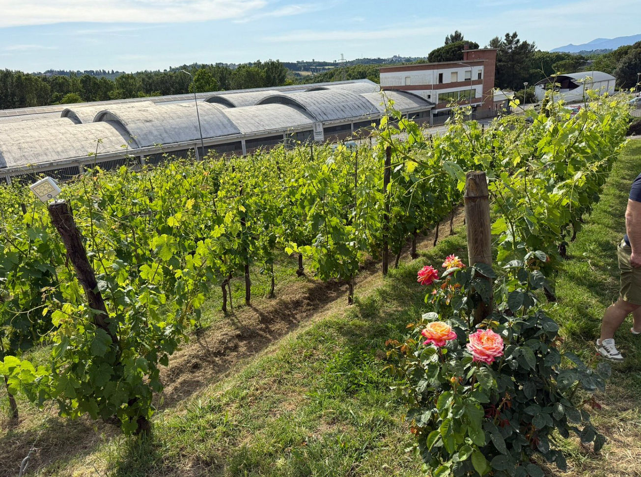 Master Tuscan Wine Experience: From Vineyard Walk to Guided Tasting