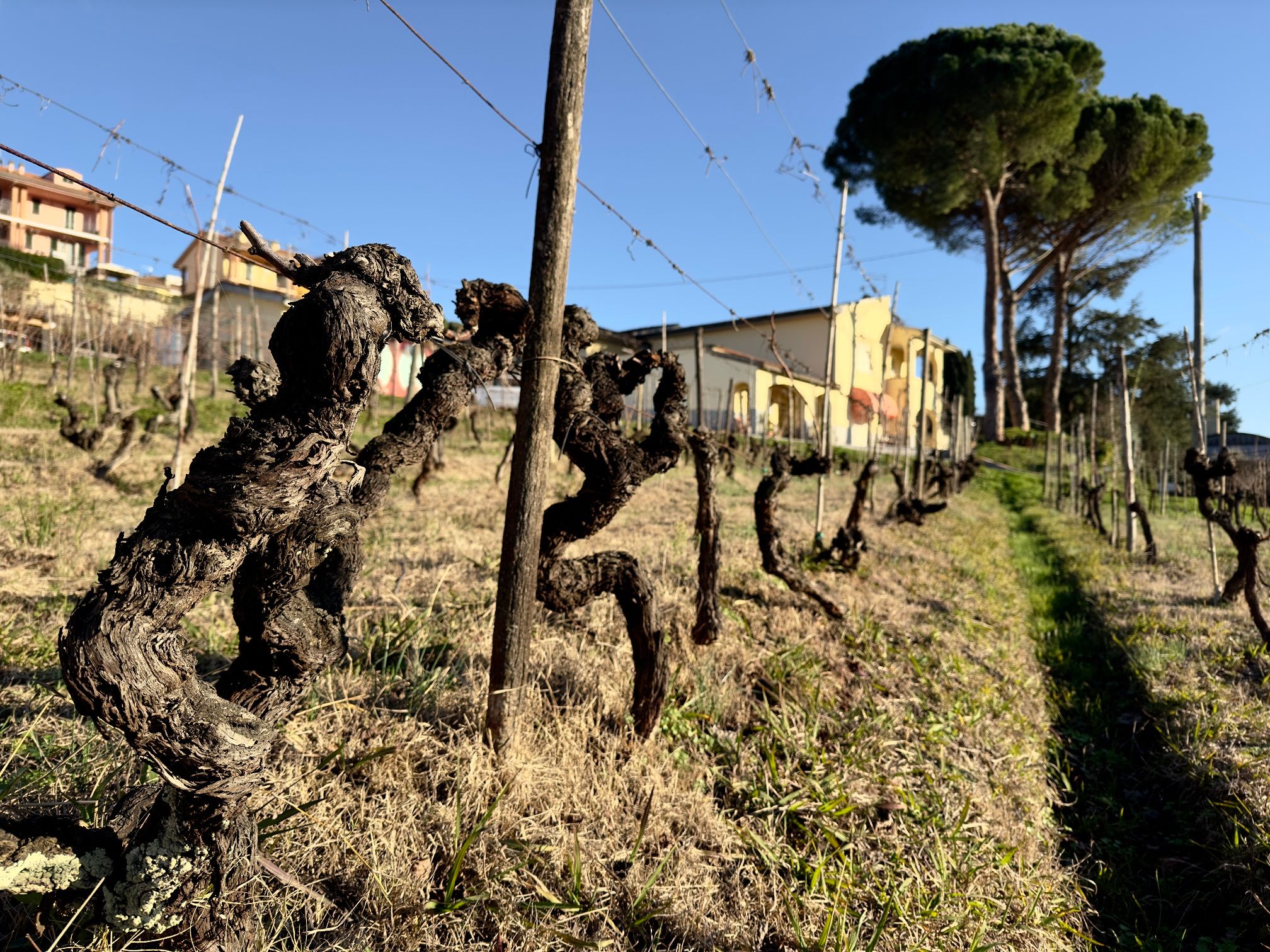 Master Tuscan Wine Experience: From Vineyard Walk to Guided Tasting
