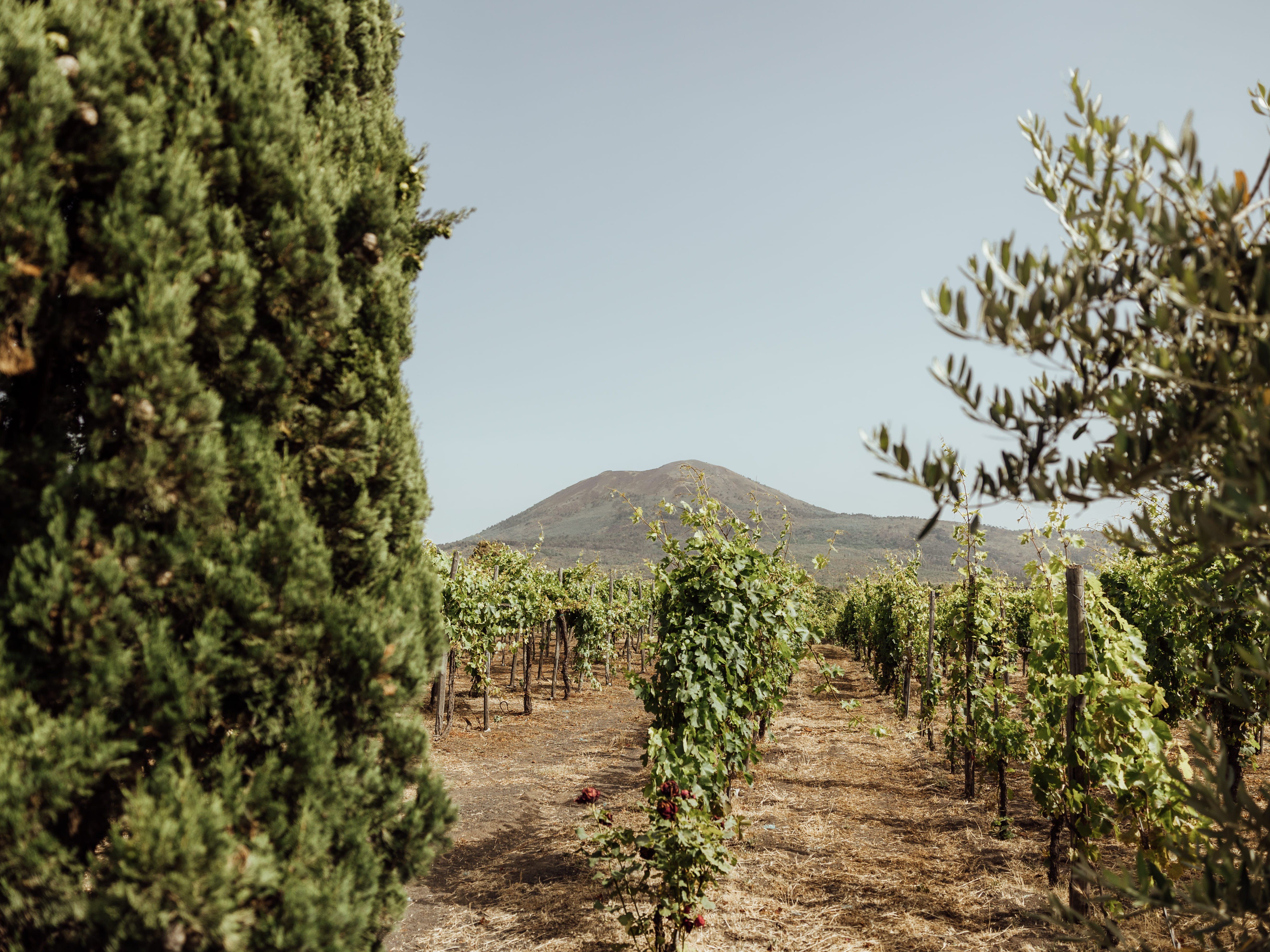 Guided Tour of Vesuvius Wine Tasting with Meal Included