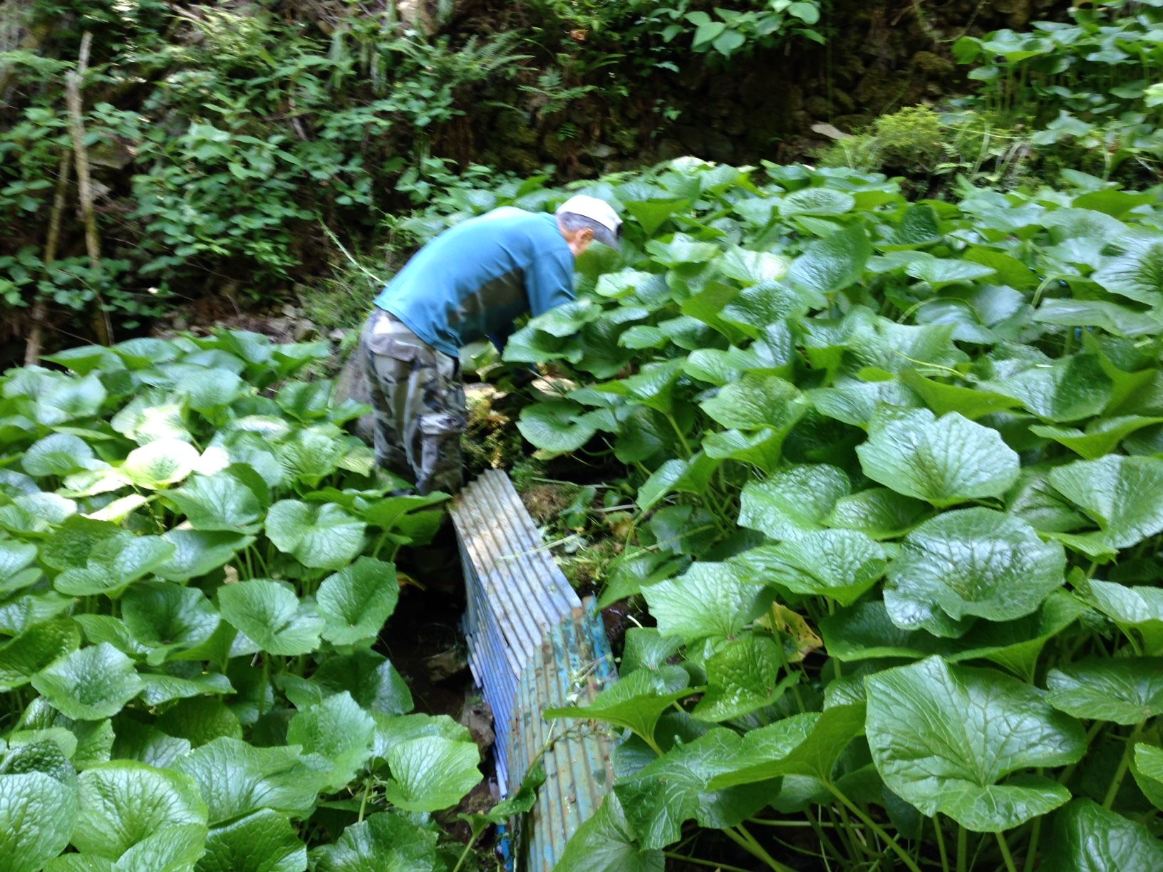 wasabi farm tour tokyo