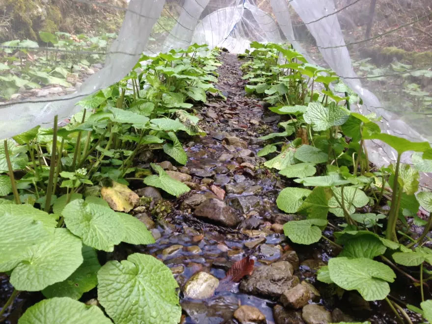 Wasabi Farm & Nature Tour in the Mountains of Okutama