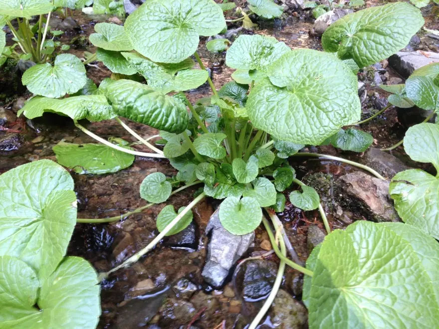 Wasabi Farm & Nature Tour in the Mountains of Okutama