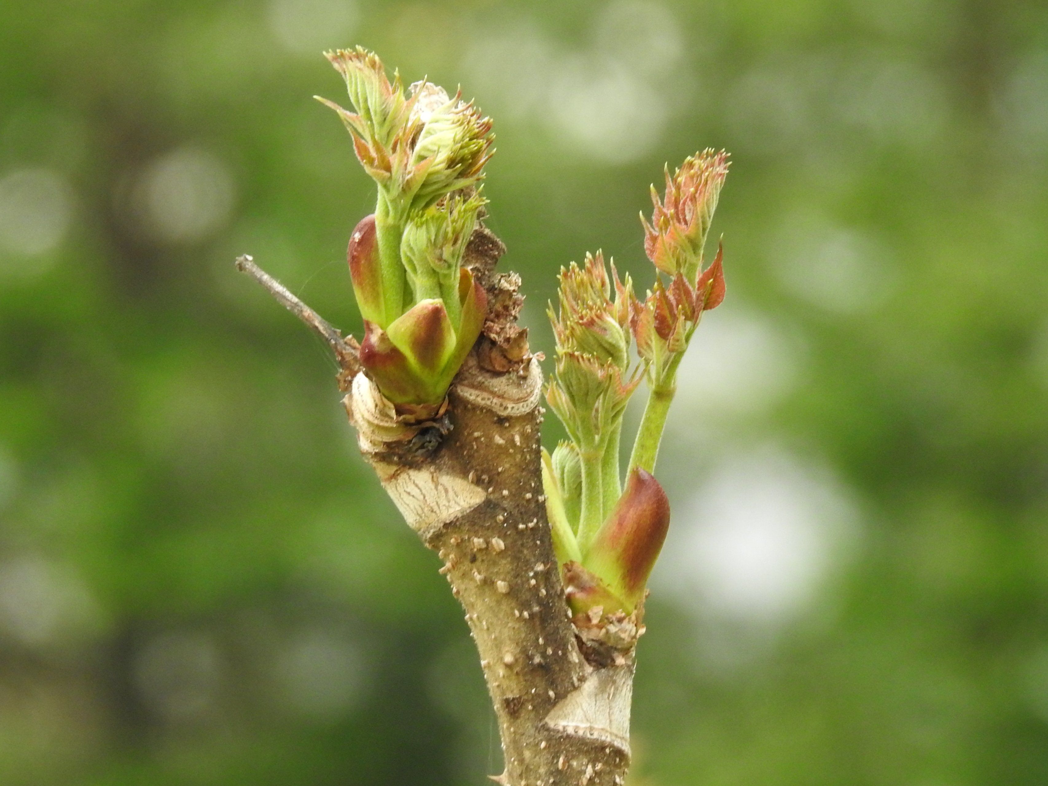 Wasabi Farm & Nature Tour in the Mountains of Okutama
