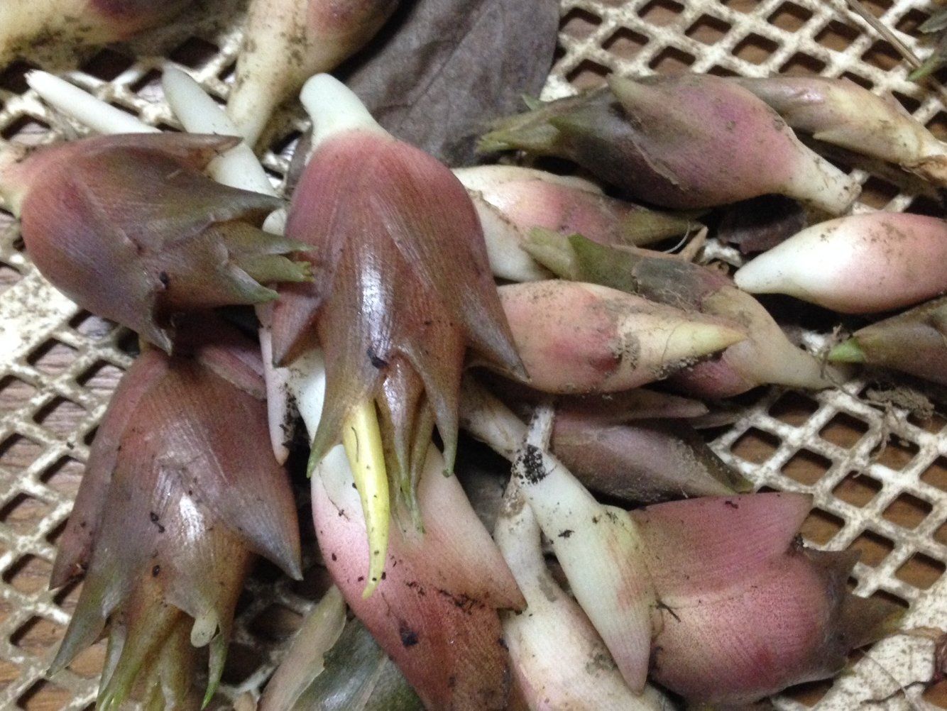 Wasabi Farm & Nature Tour in the Mountains of Okutama