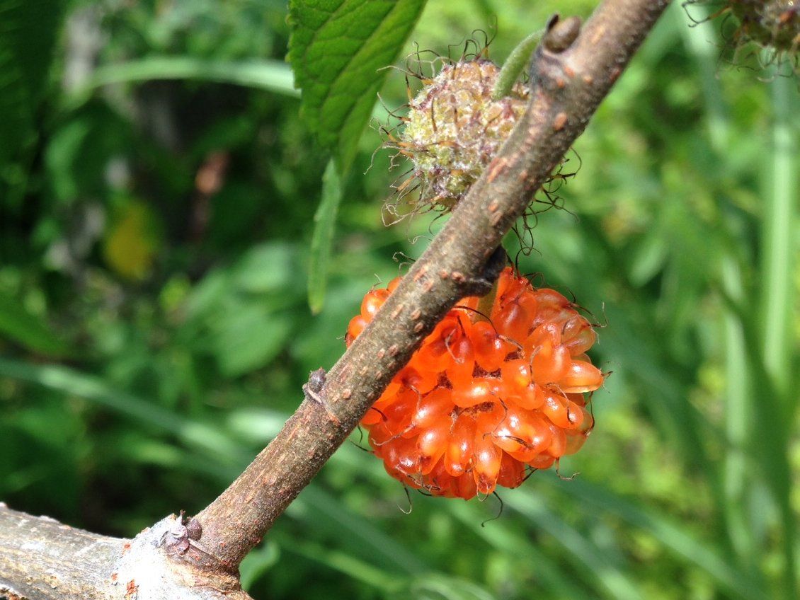 Wasabi Farm & Nature Tour in the Mountains of Okutama