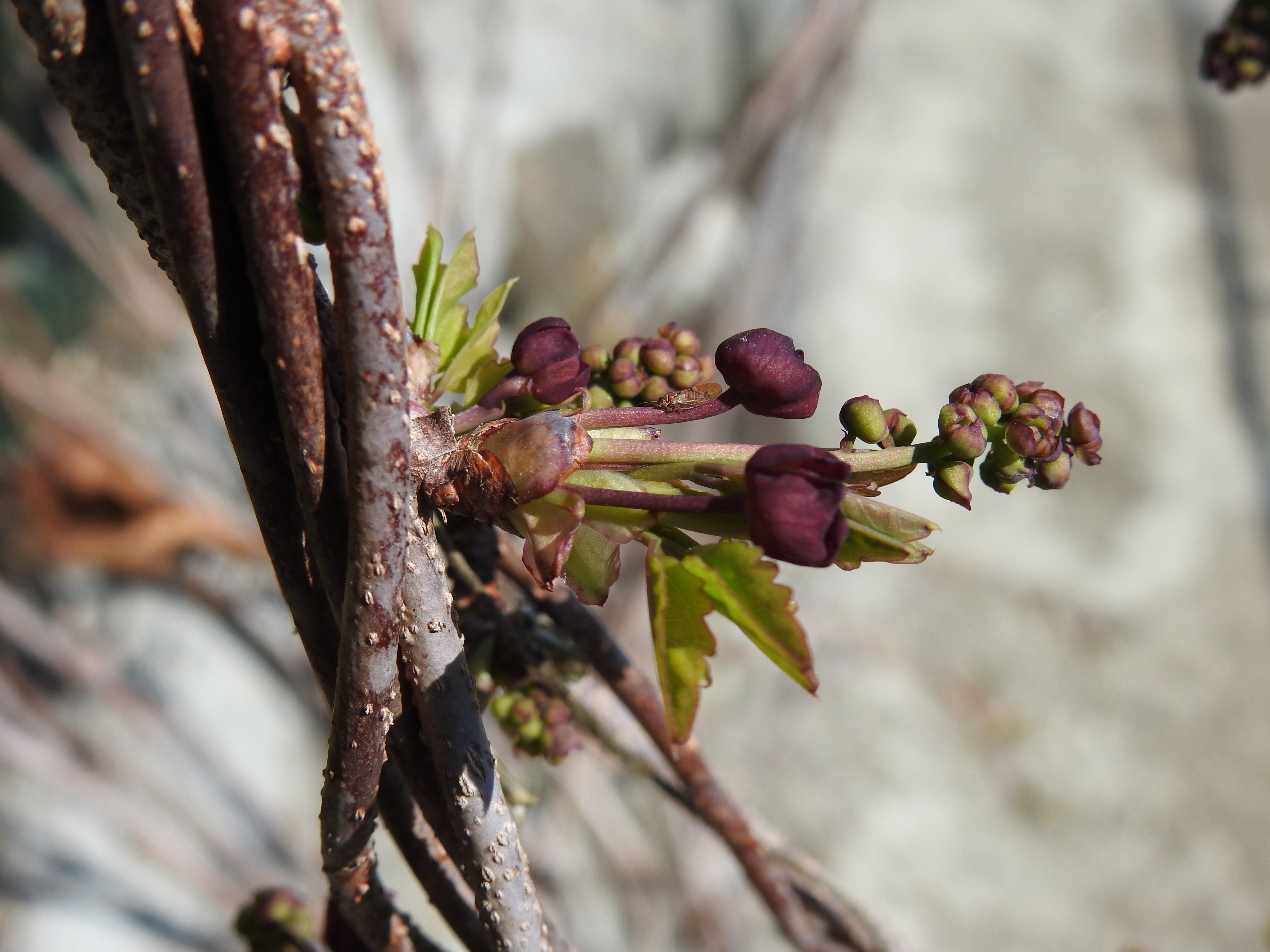 Wasabi Farm & Nature Tour in the Mountains of Okutama