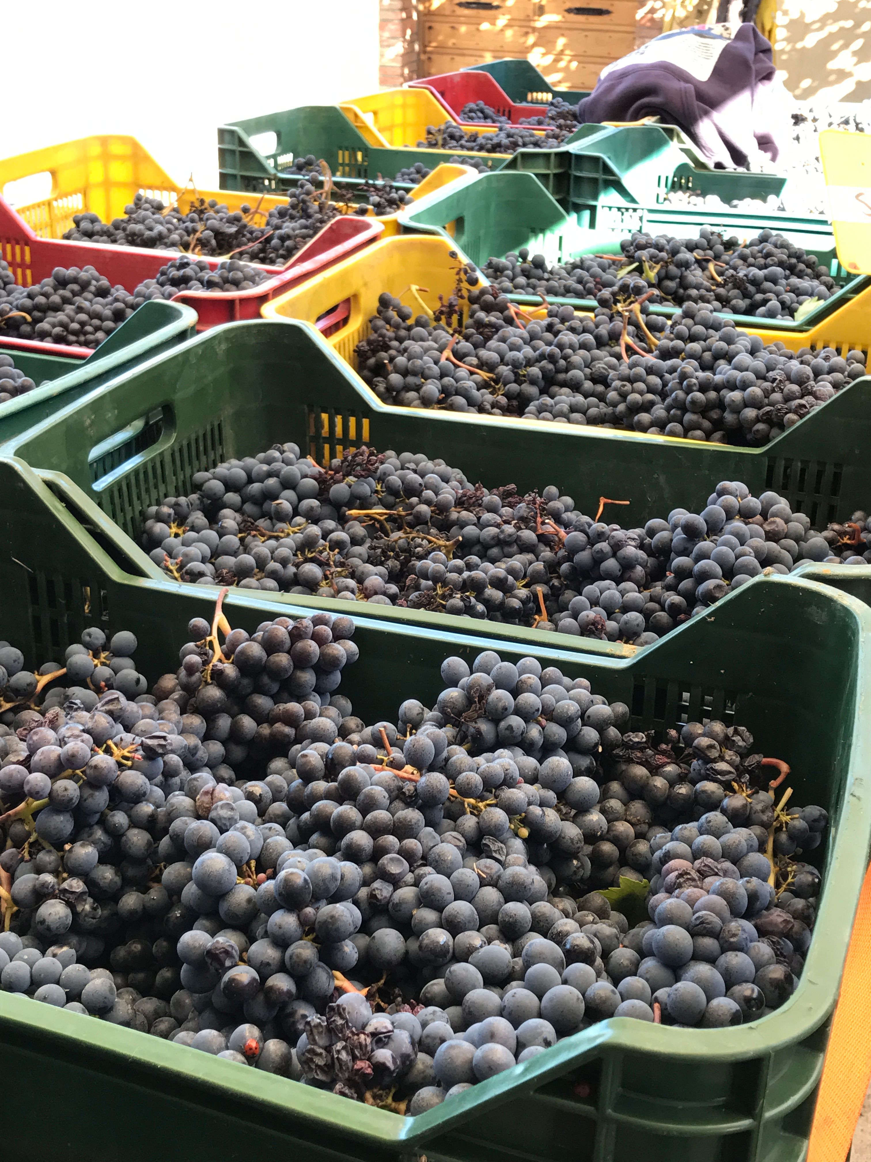 Wine Tasting San Casciano dei Bagni in Val d'Orcia with Local Food specialities