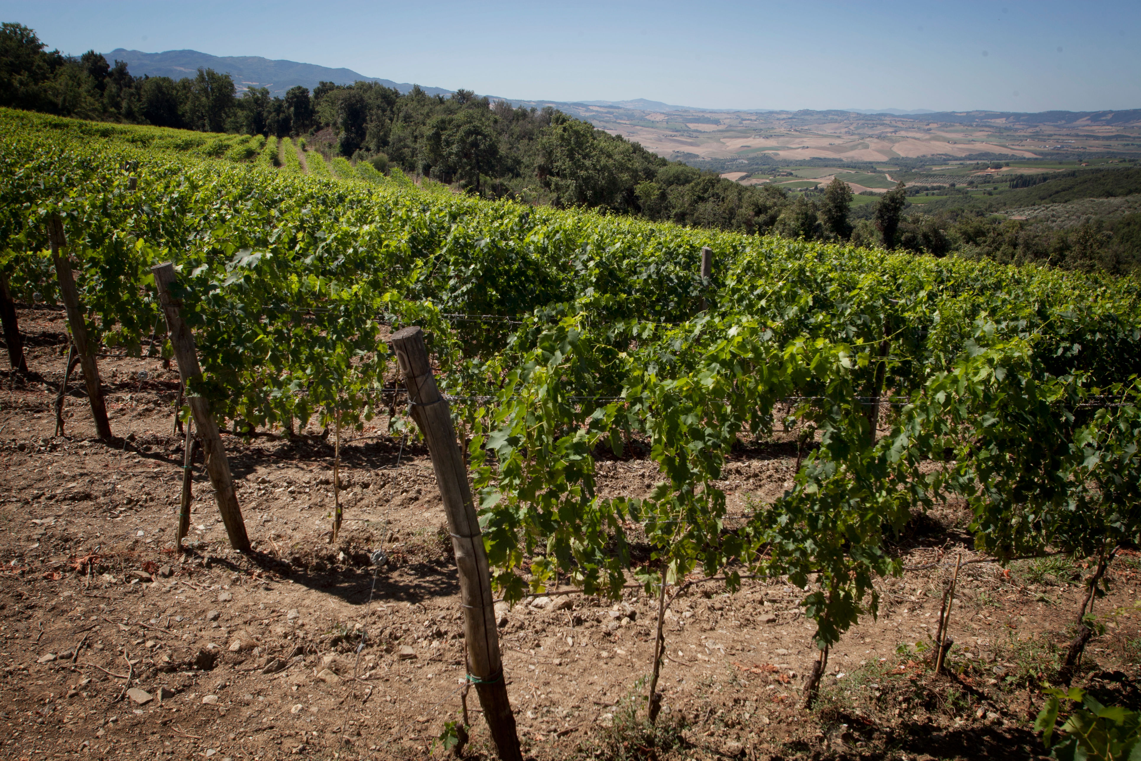 Wine Yard Tour and Premium Wine Tasting at Sesta di Sopra in Montalcino