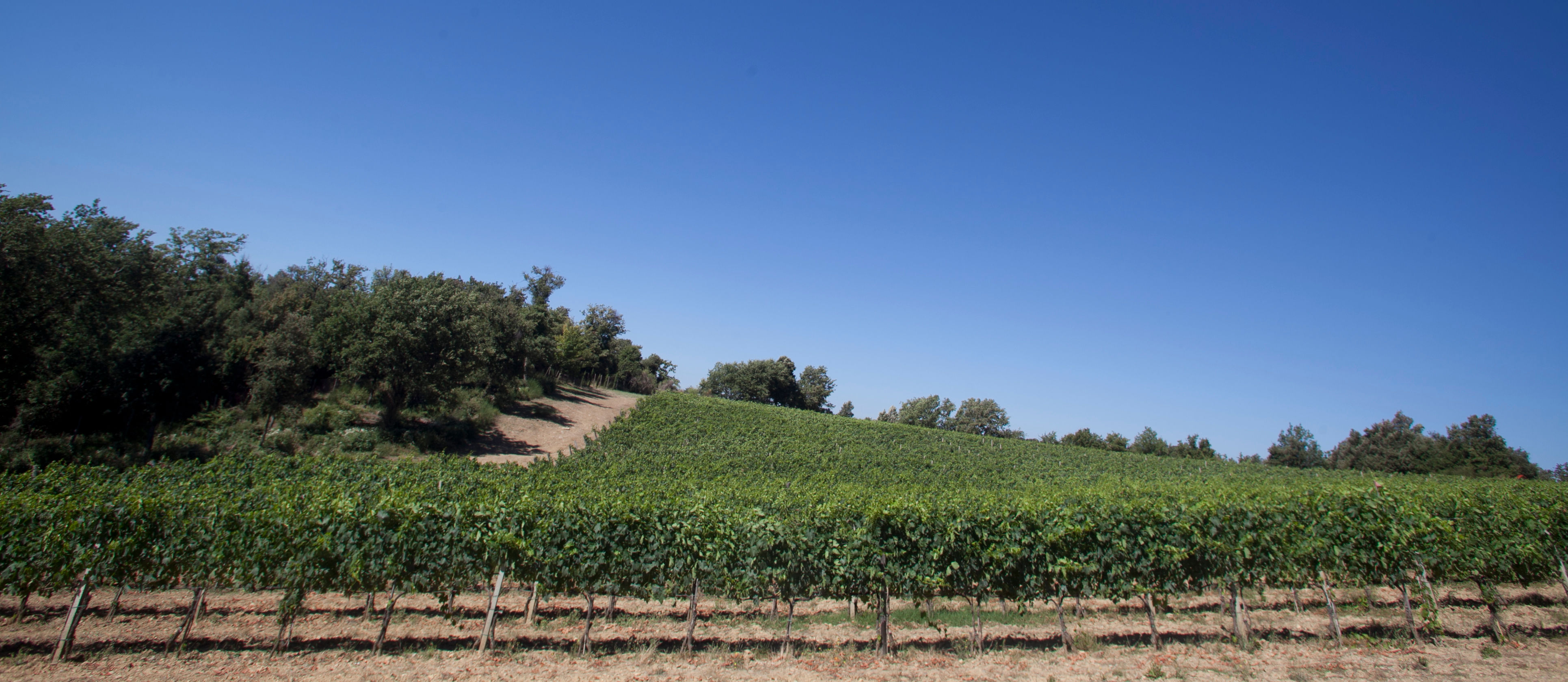 Wine Yard Tour and Premium Wine Tasting at Sesta di Sopra in Montalcino