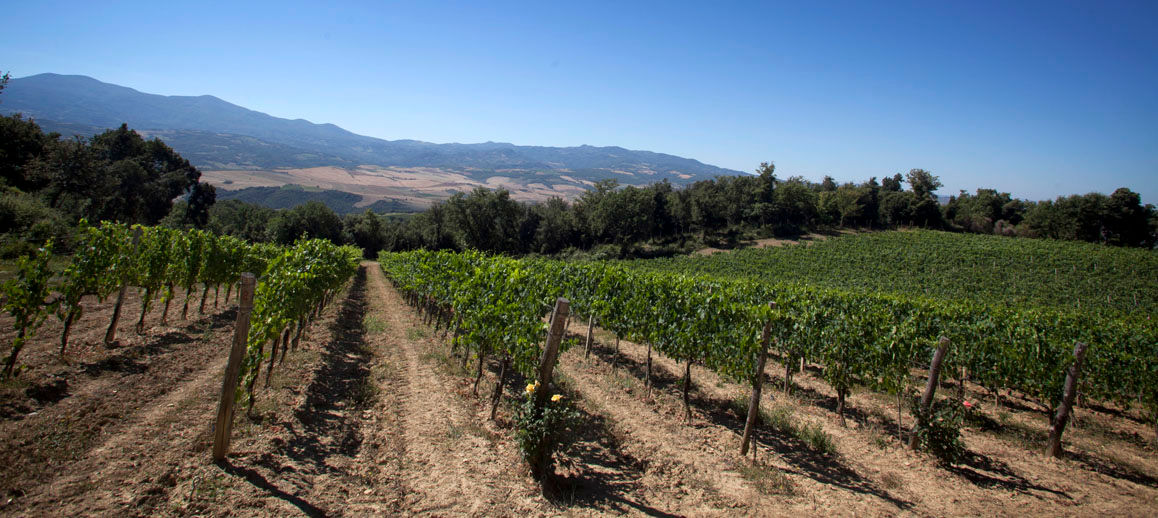 Wine Yard Tour and Premium Wine Tasting at Sesta di Sopra in Montalcino