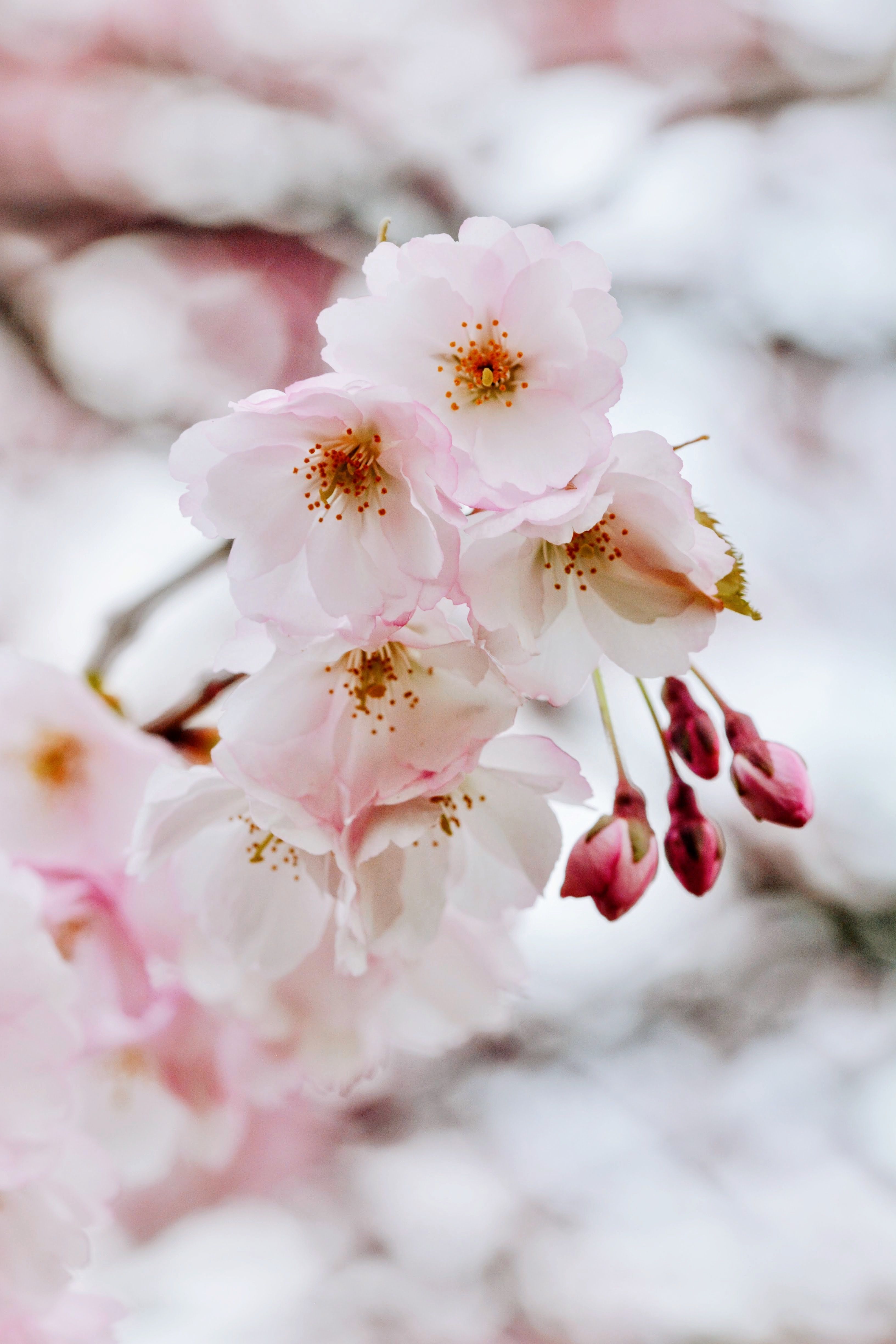 Sakura Cherry Blossoms Activity In Kyoto 2019 Book Online Cookly sakura-cherry-blossoms-activity-in-kyoto-2019-book-online-cookly