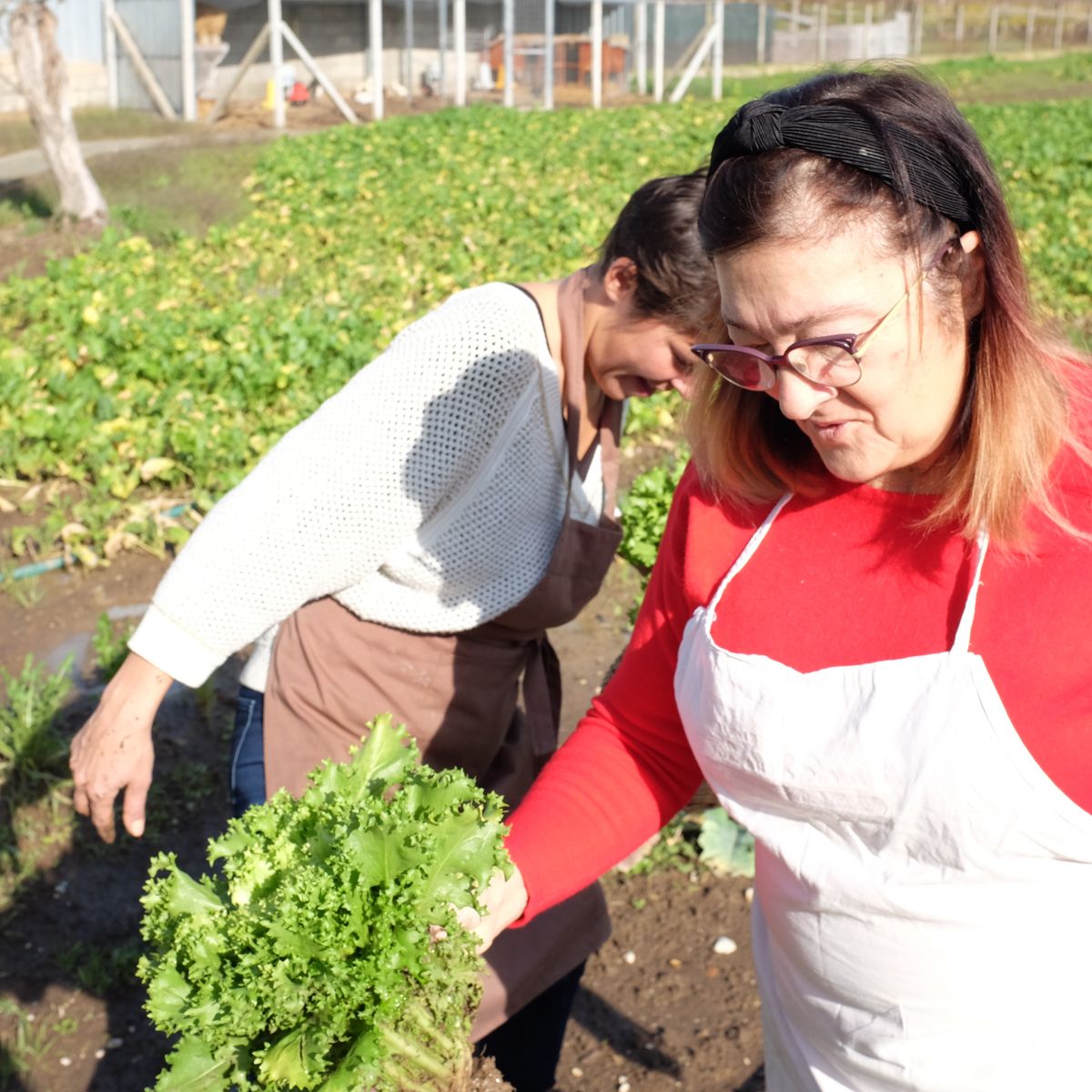 Cooking at the Farmhouse: 4-Course Seasonal Menu