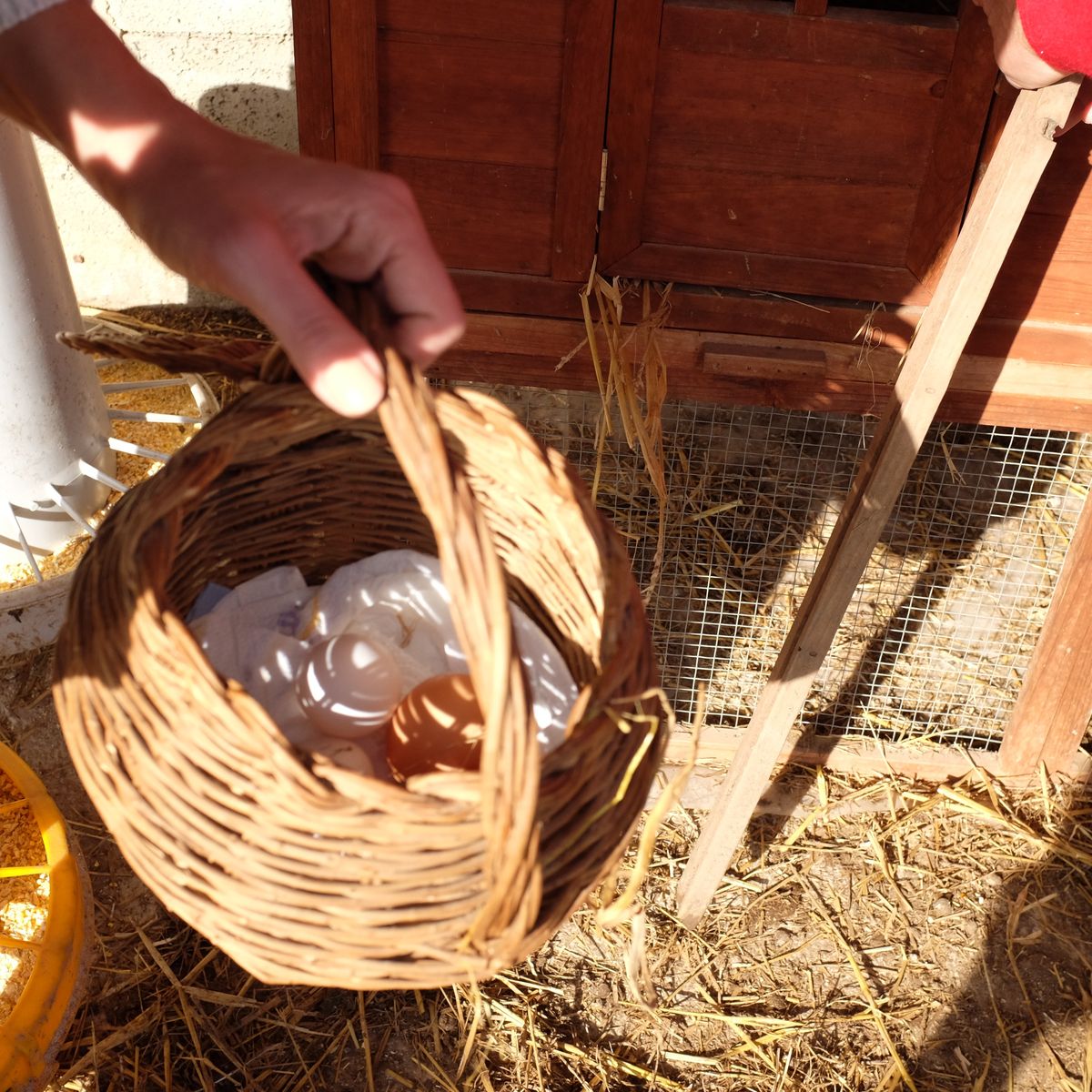 Private Cooking at the Farmhouse: Traditional Neapolitan Menu in Benevento