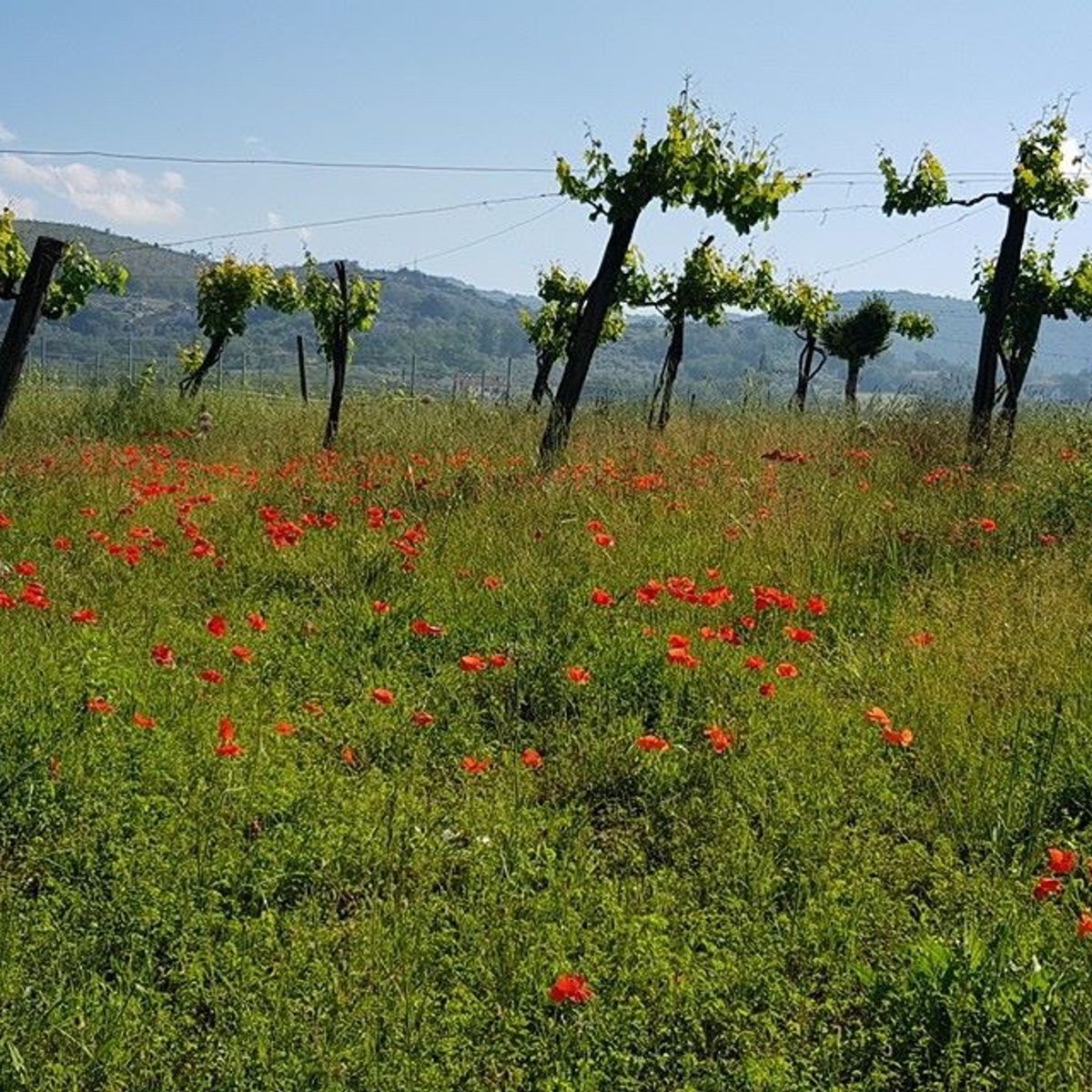 Biodynamic Wines & Organic Feast: Uncork Nature's Bounty at Stunning Vineyard