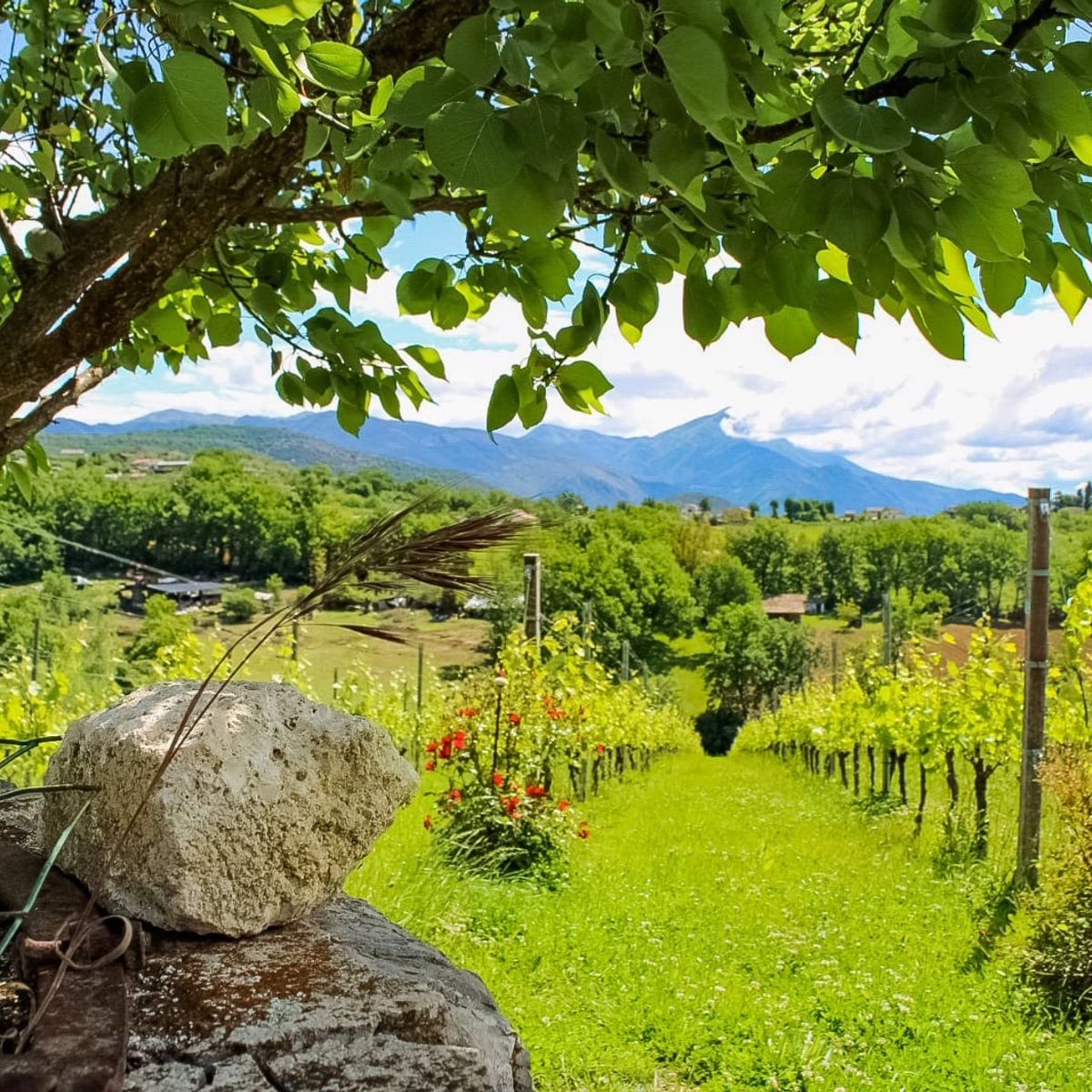 Biodynamic Wines & Organic Feast: Uncork Nature's Bounty at Stunning Vineyard