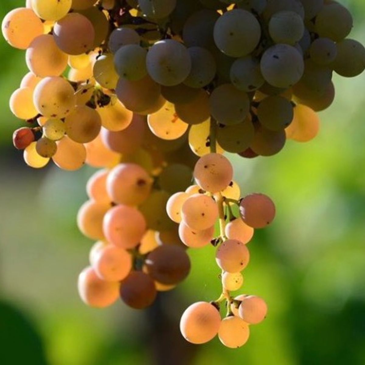 Biodynamic Wines & Organic Feast: Uncork Nature's Bounty at Stunning Vineyard
