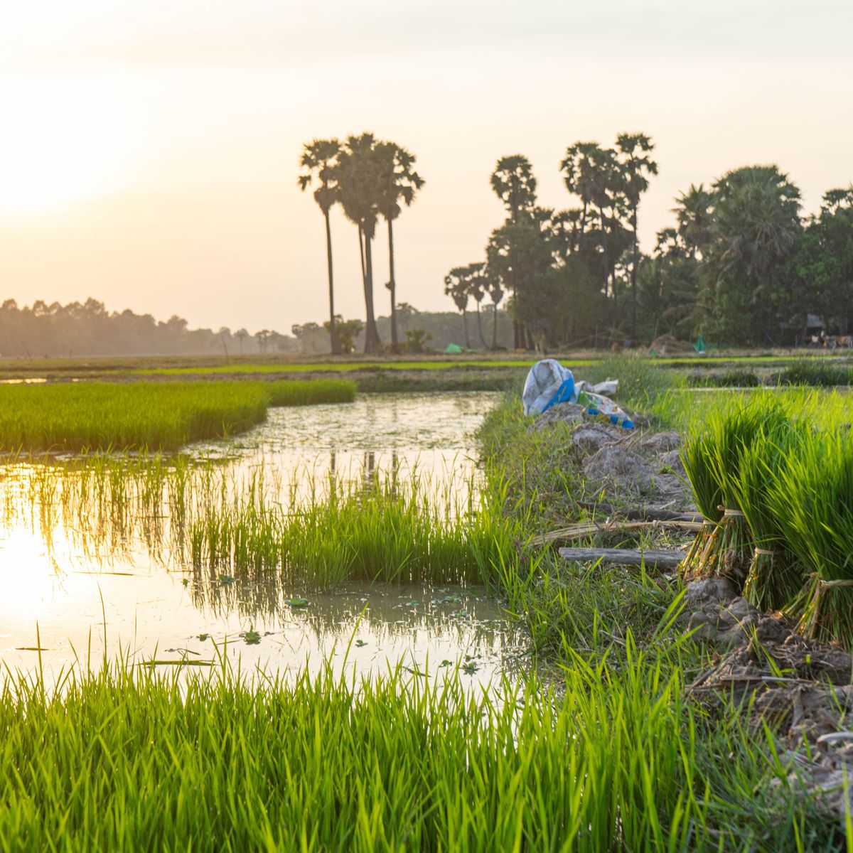 An Afternoon Farm-to-Table Khmer Cooking Experience in Siem Reap