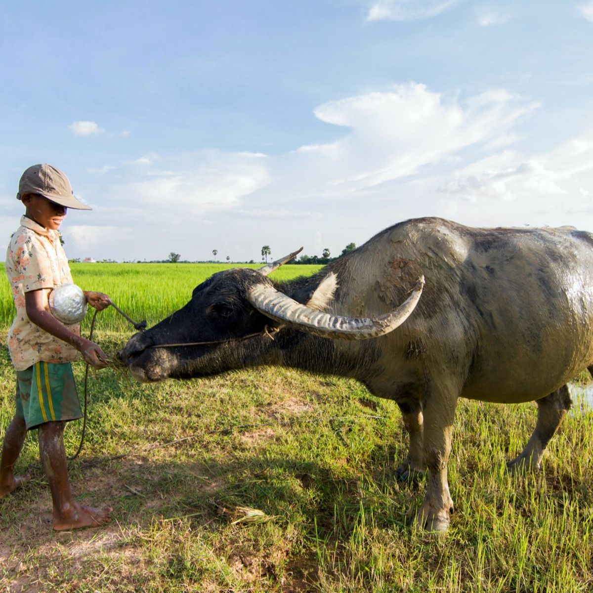 An Afternoon Farm-to-Table Khmer Cooking Experience in Siem Reap