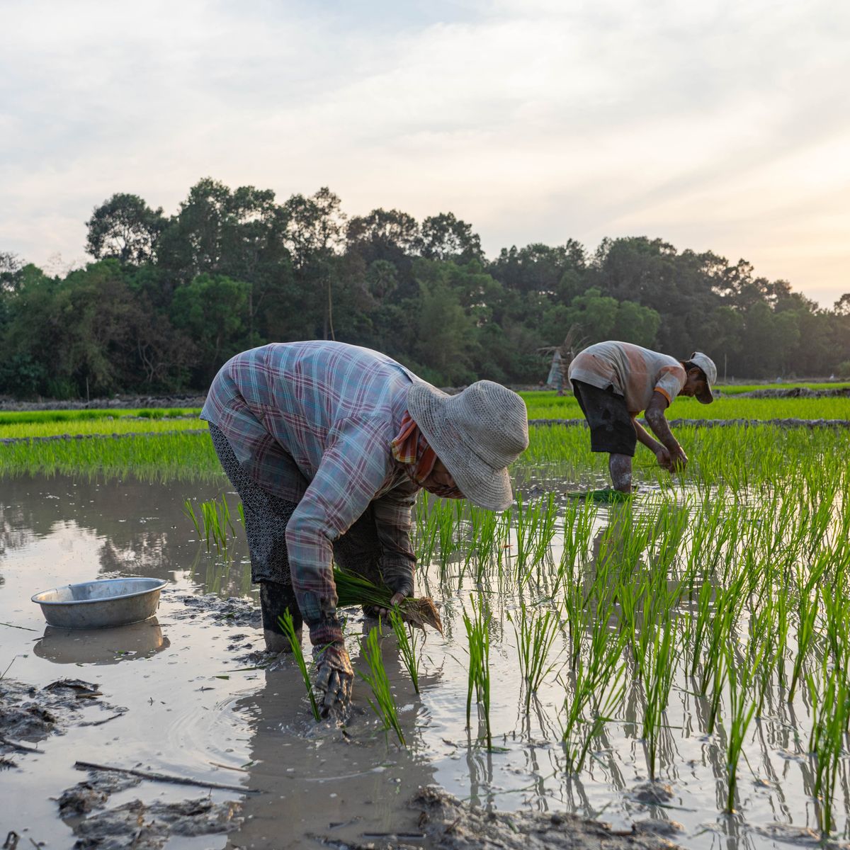 An Afternoon Farm-to-Table Khmer Cooking Experience in Siem Reap