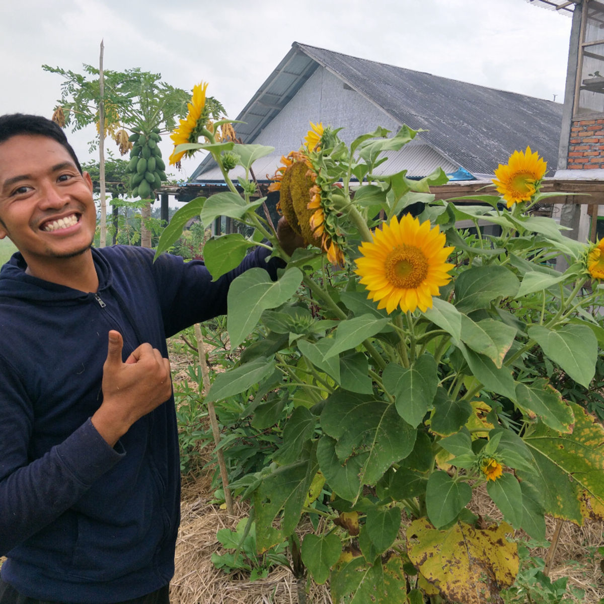 Forage in Rain Forest Gardens and Healthy Vegan Cooking Day Plan