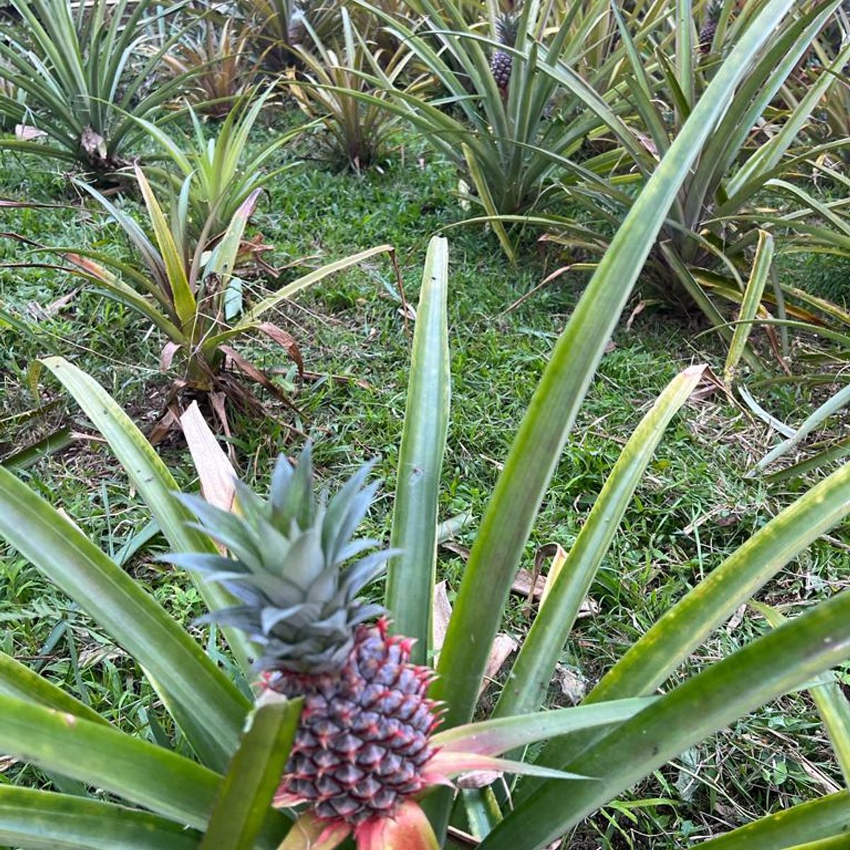 Authentic Balinese Cooking Class in Organic Farm with Market and Rice Field Tour