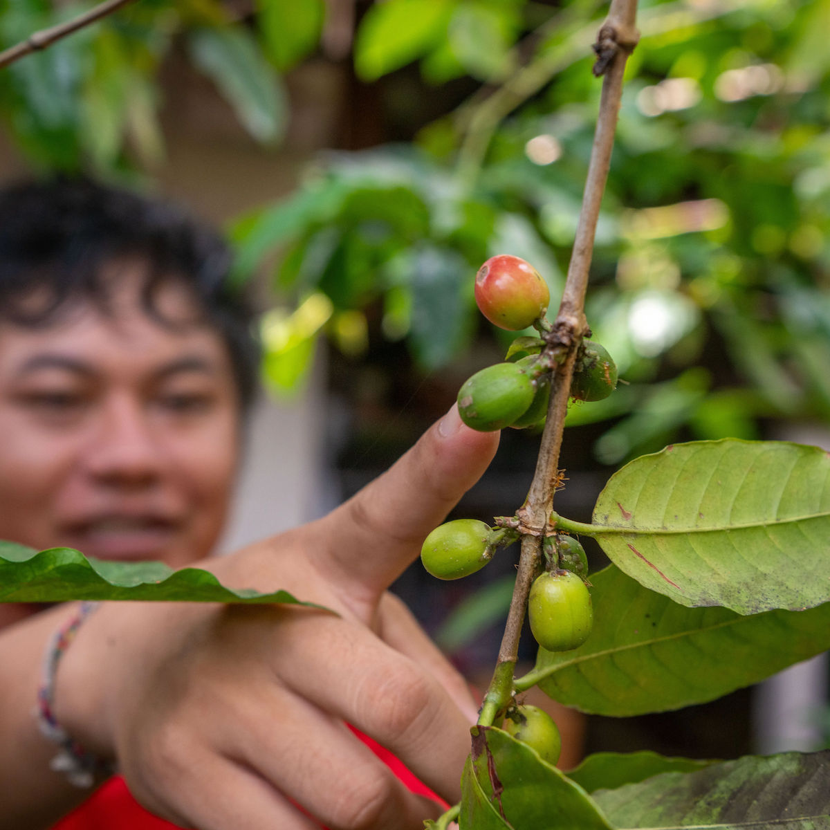 Balinese Coffee Brewing and Farm Tour with Lunch