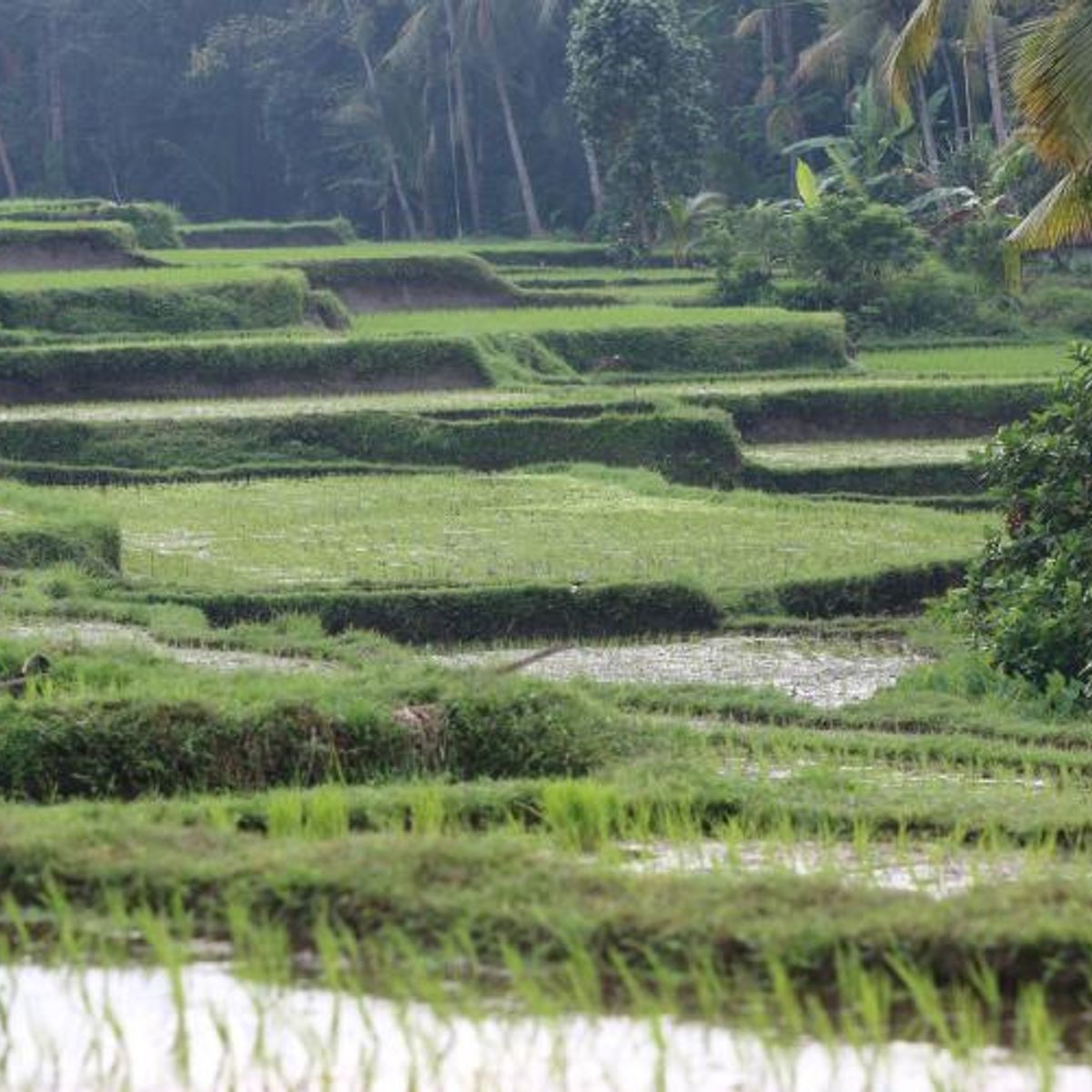 Vegan Periuk Balinese Traditional Cooking Program and Culture Experience