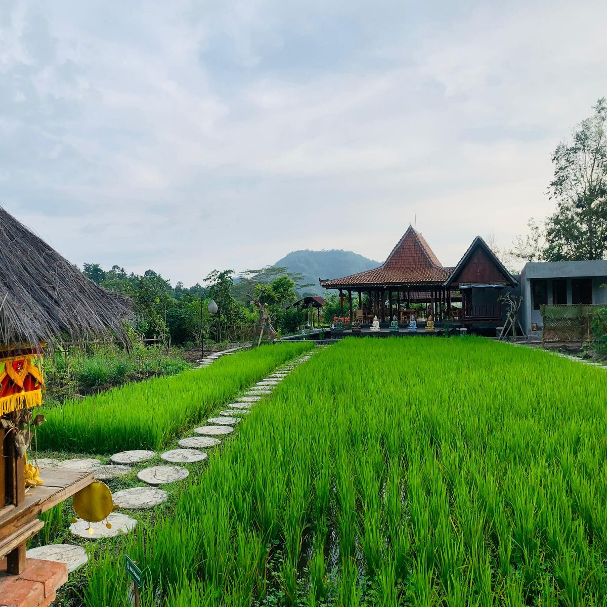 Balinese Vegan Cooking Experience with Fresh Harvesting and Garden Tour