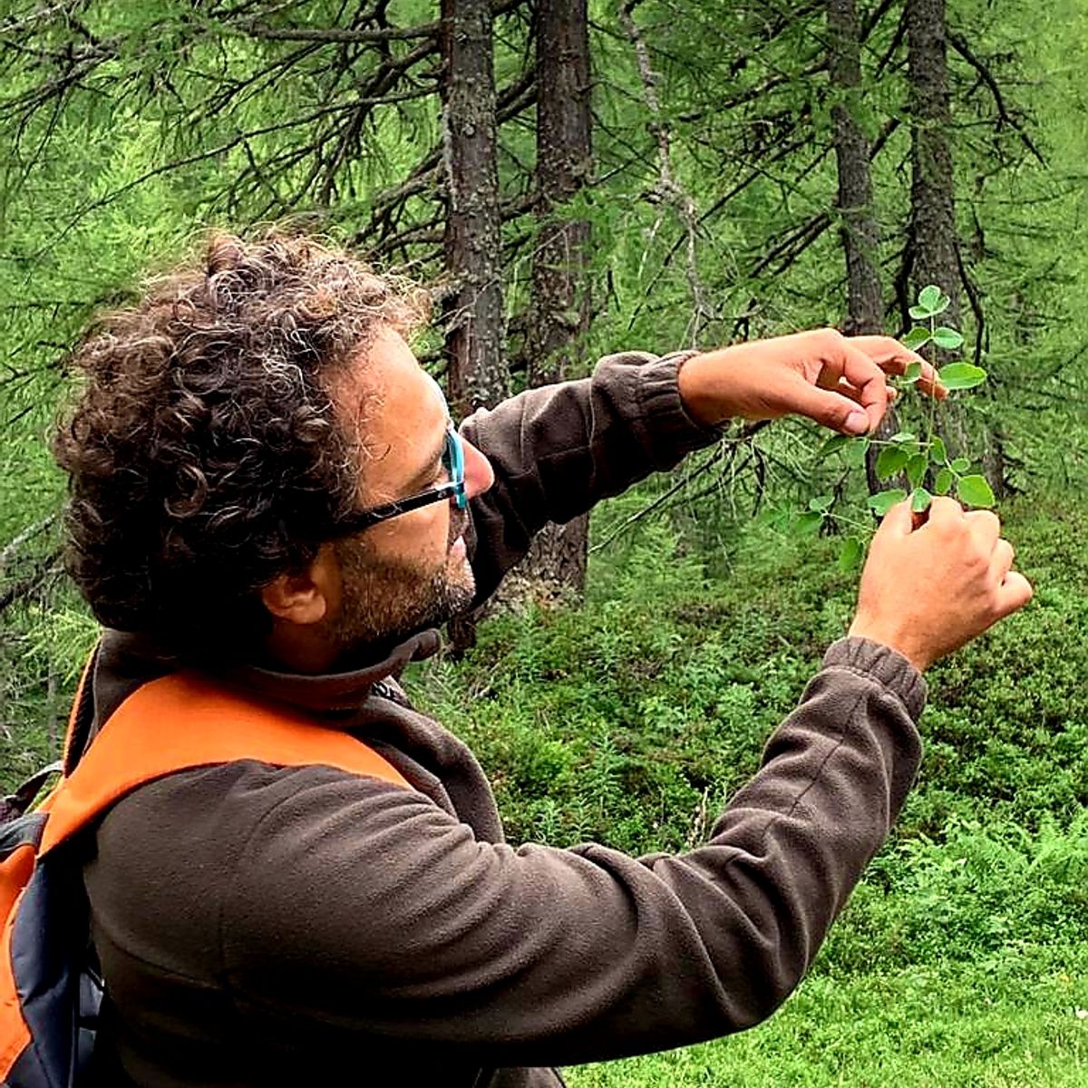 Discover Edible Wild Plants on a Botanical Walk
