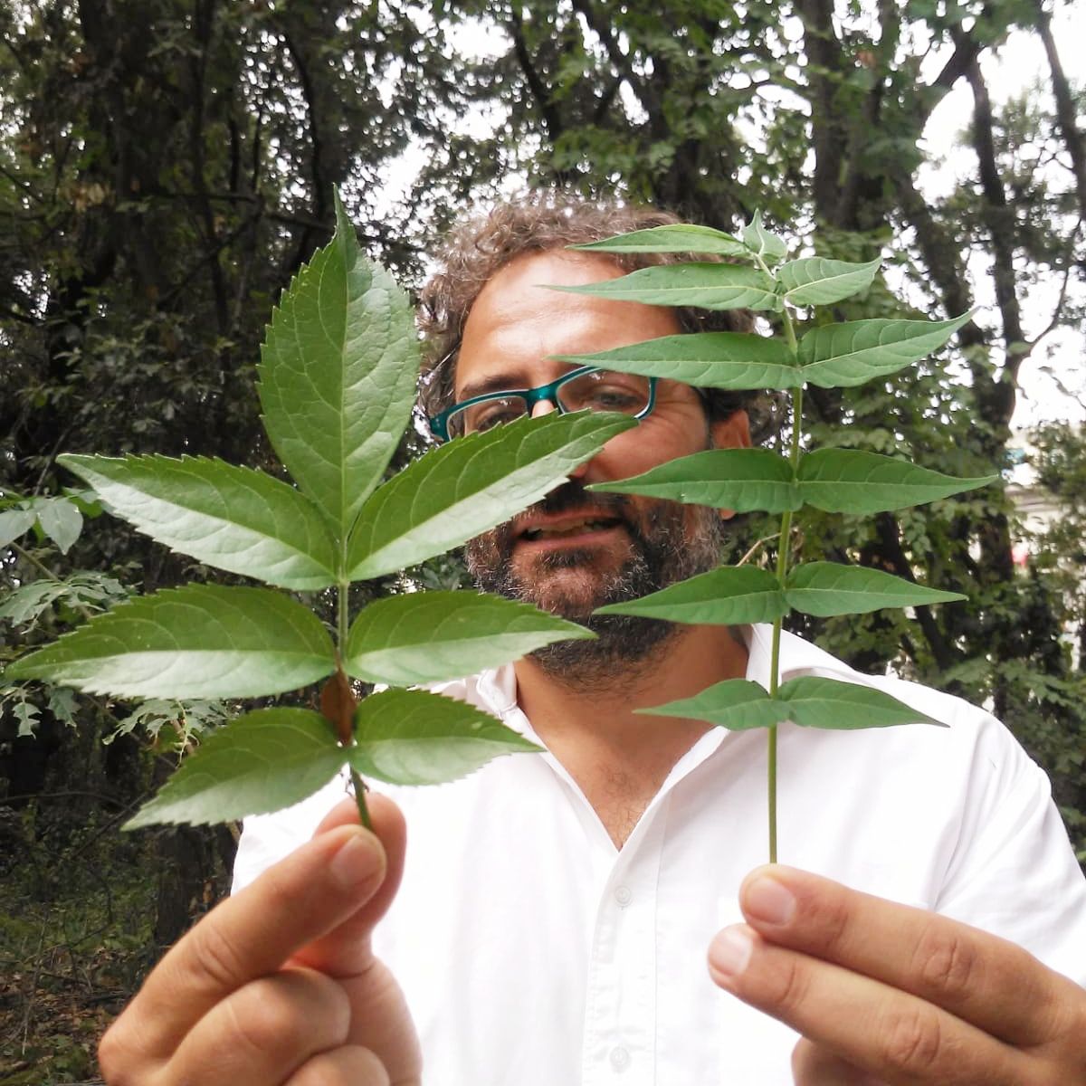 Discover Edible Wild Plants on a Botanical Walk