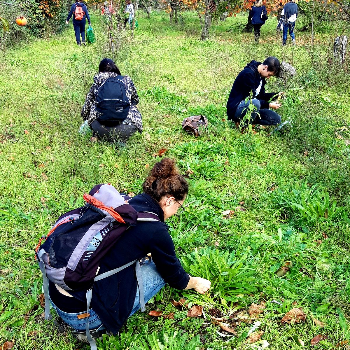 Discover Edible Wild Plants on a Botanical Walk