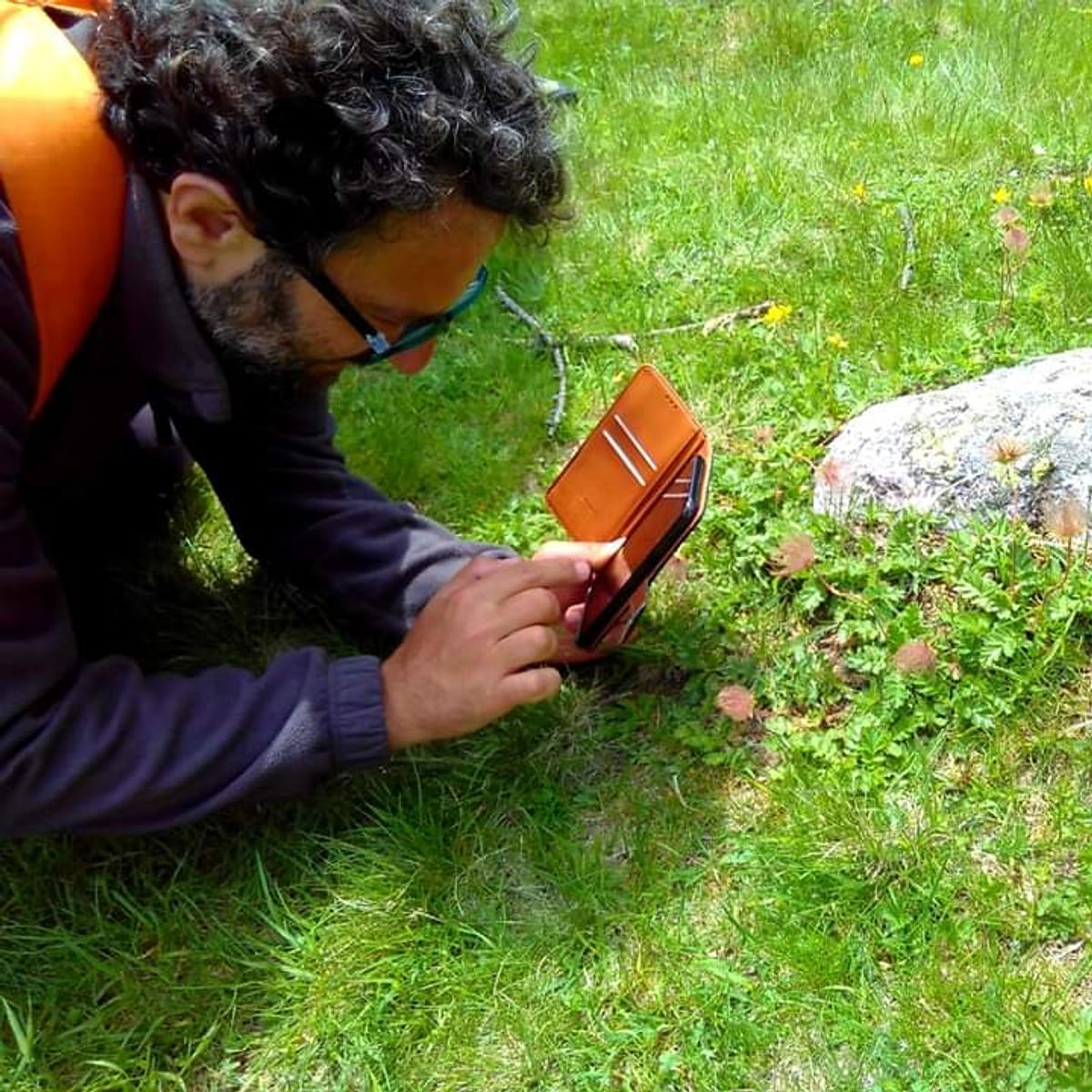 Discover Edible Wild Plants on a Botanical Walk