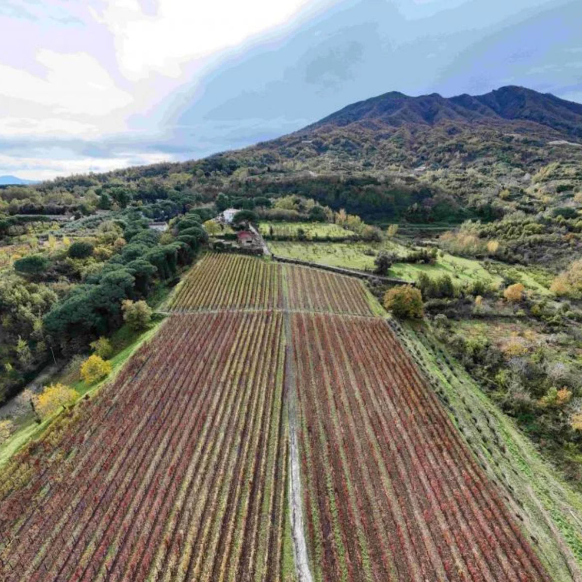 Mount Vesuvius Wine Tasting with Vineyard Views & Traditional Lunch Experience