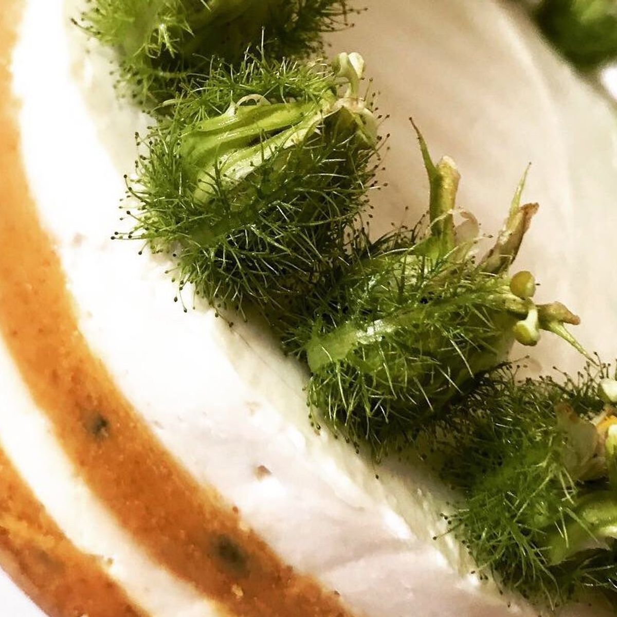 Contemporary Raw and Vegan Desserts Class