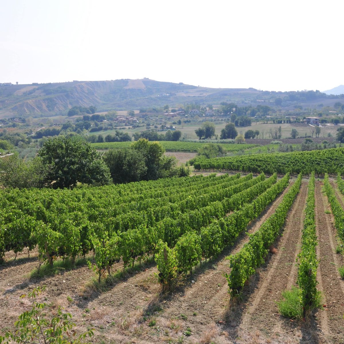 Cook Like a Local in San Marino Countryside