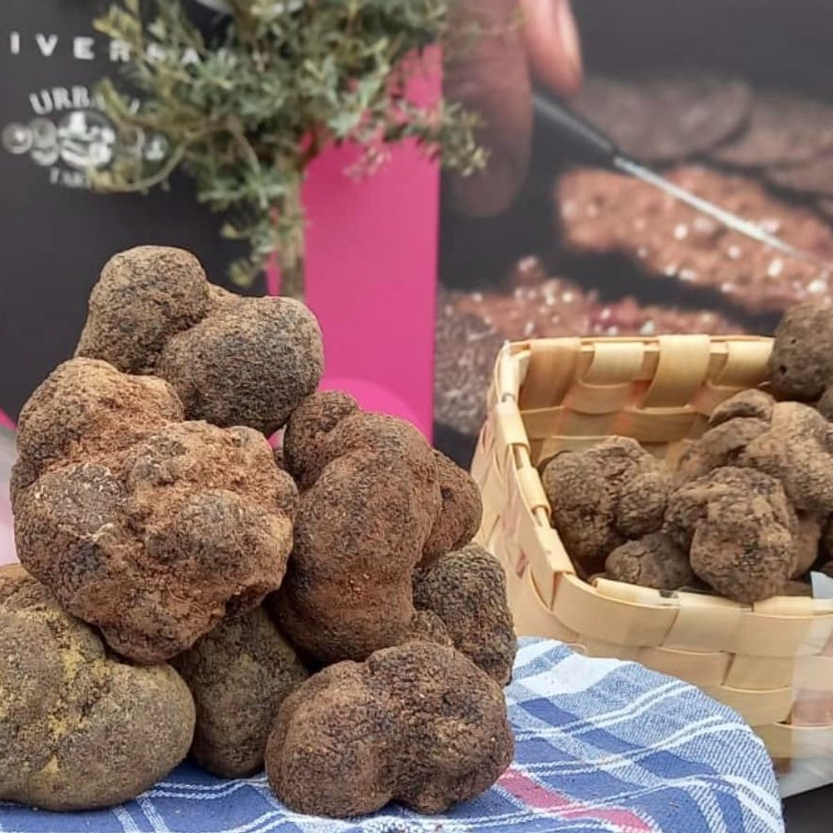 Umbrian Black Truffle & Handmade Pasta Masterclass with Wine Pairings