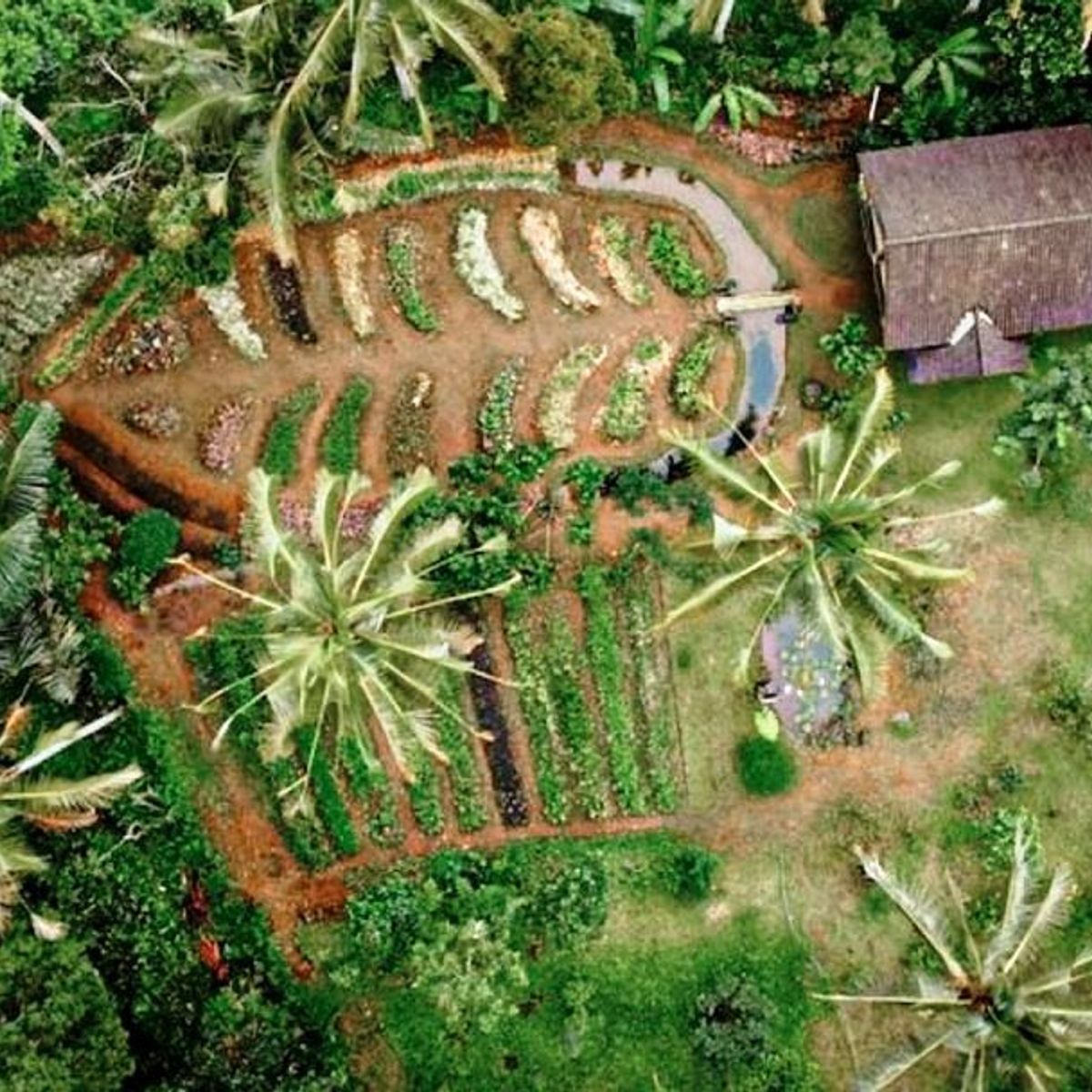 Cook with Fresh Picks from Organic Farm and visit Ubud's Market