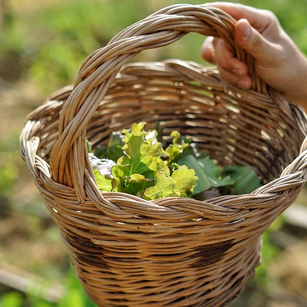 Culinary Experience with Dinner and Live Opera in the Countryside