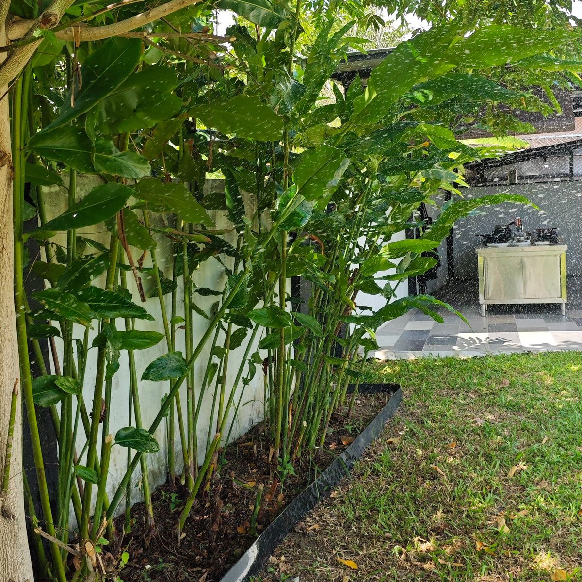 Penang Island Cooking Experience in a Charming Local Home
