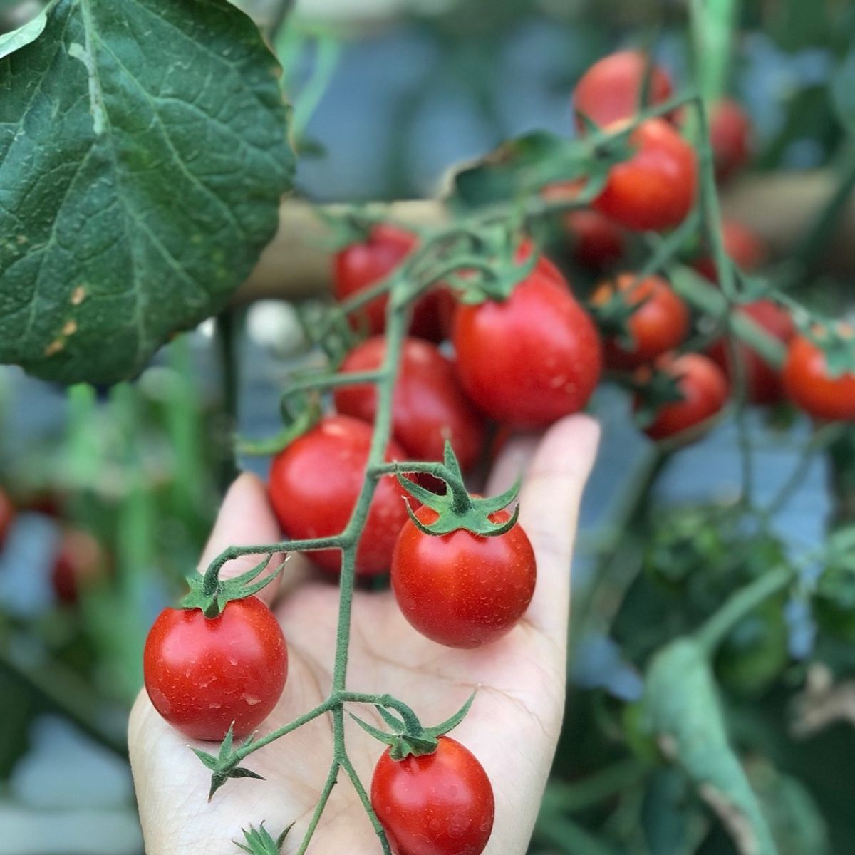 Cooking with Fresh Ingredients at Organic Farm with Local Market Tour